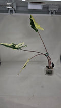 Alocasia Simpo Albo