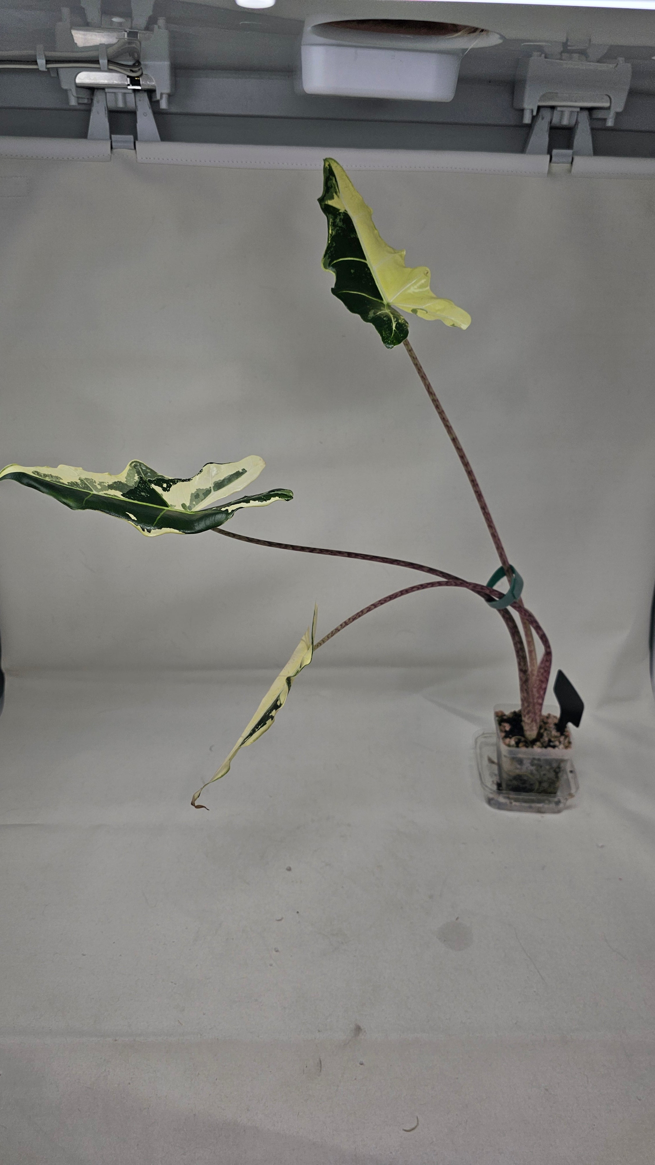 Alocasia Simpo Albo