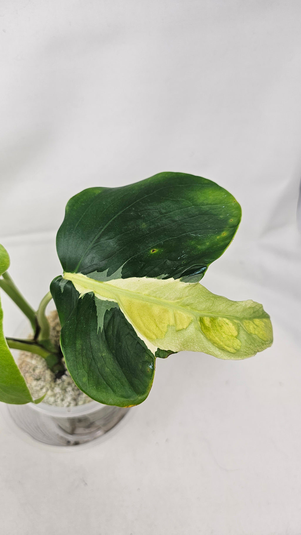 Monstera White Lava