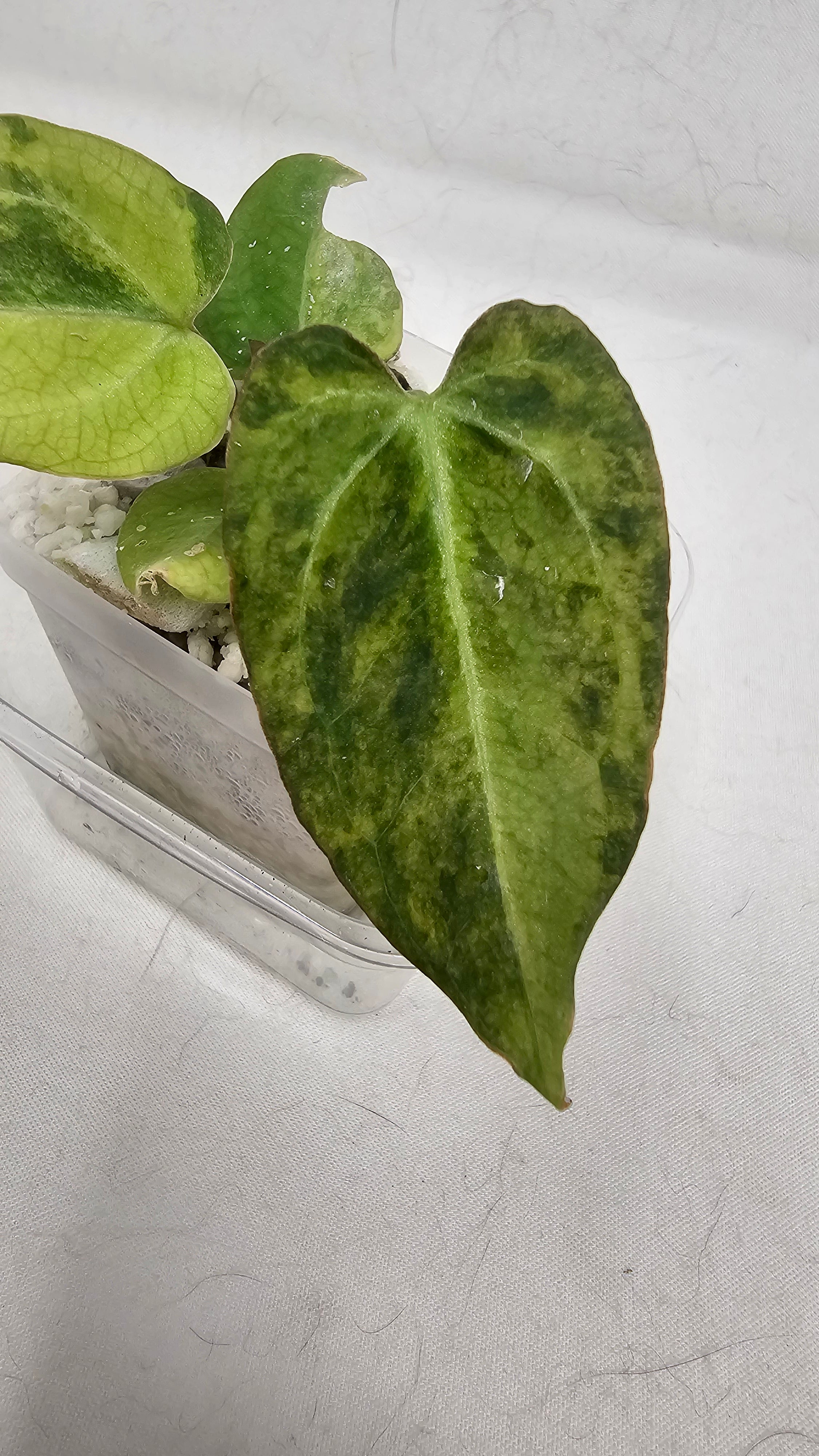 Anthurium Crystallinium x AOS Tezula