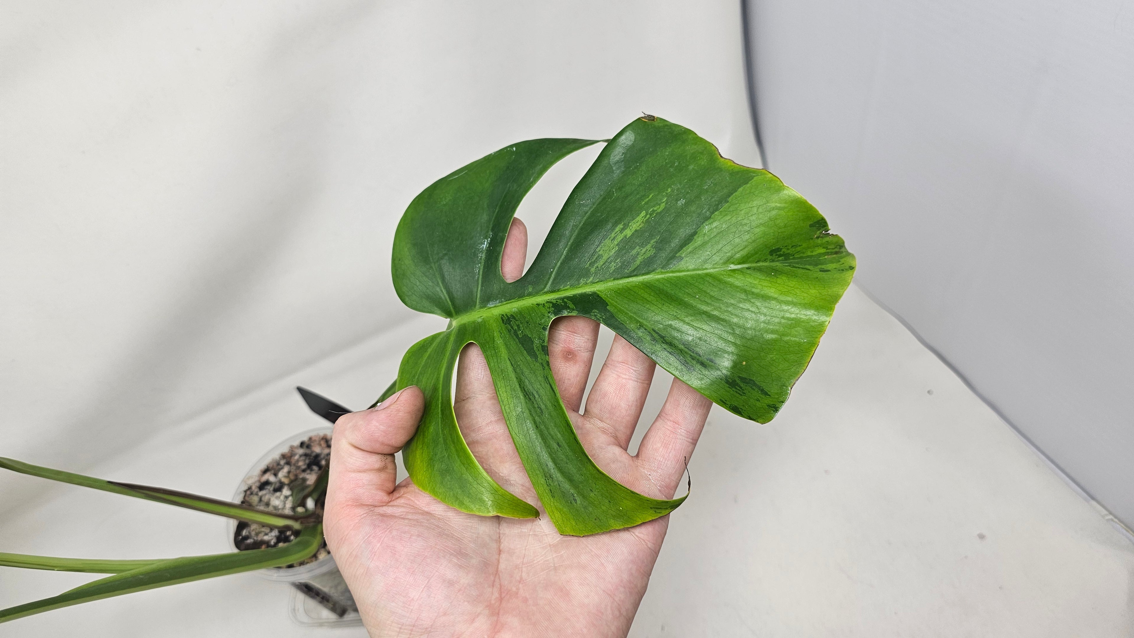 Monstera Lime Lite
