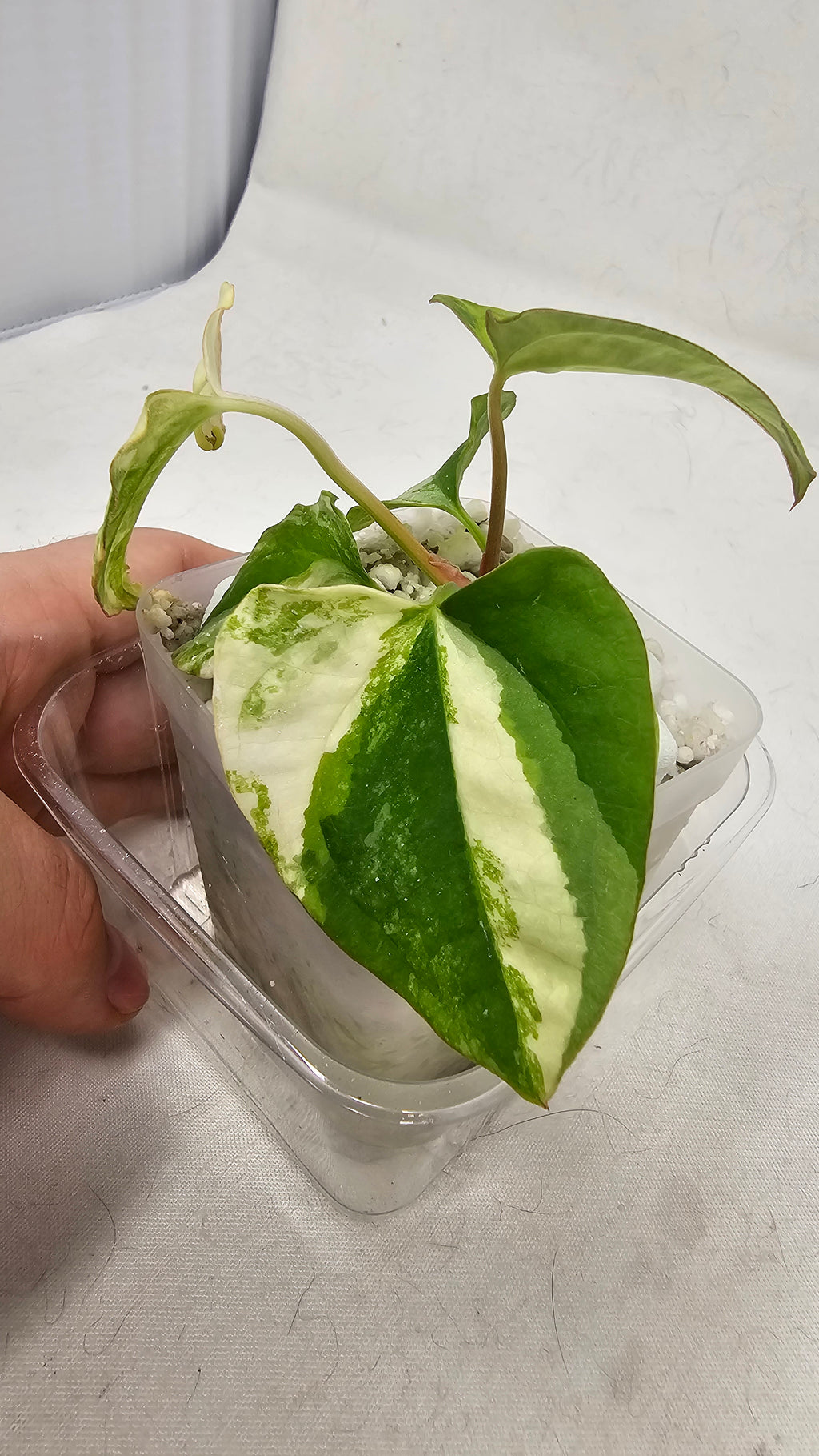 Anthurium Papillilaminum x (RL x RVDP)