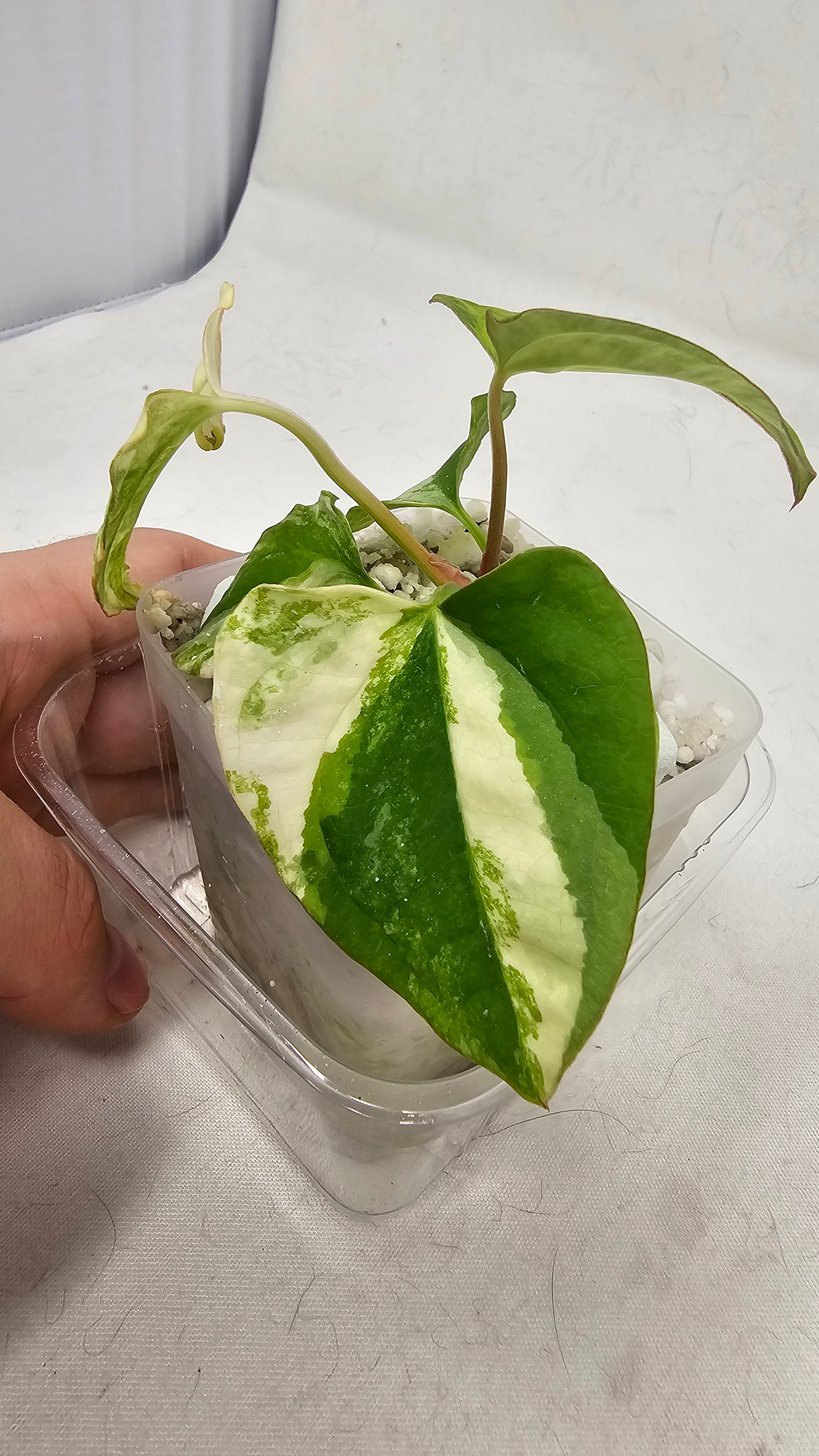 Anthurium Papillilaminum x (RL x RVDP)