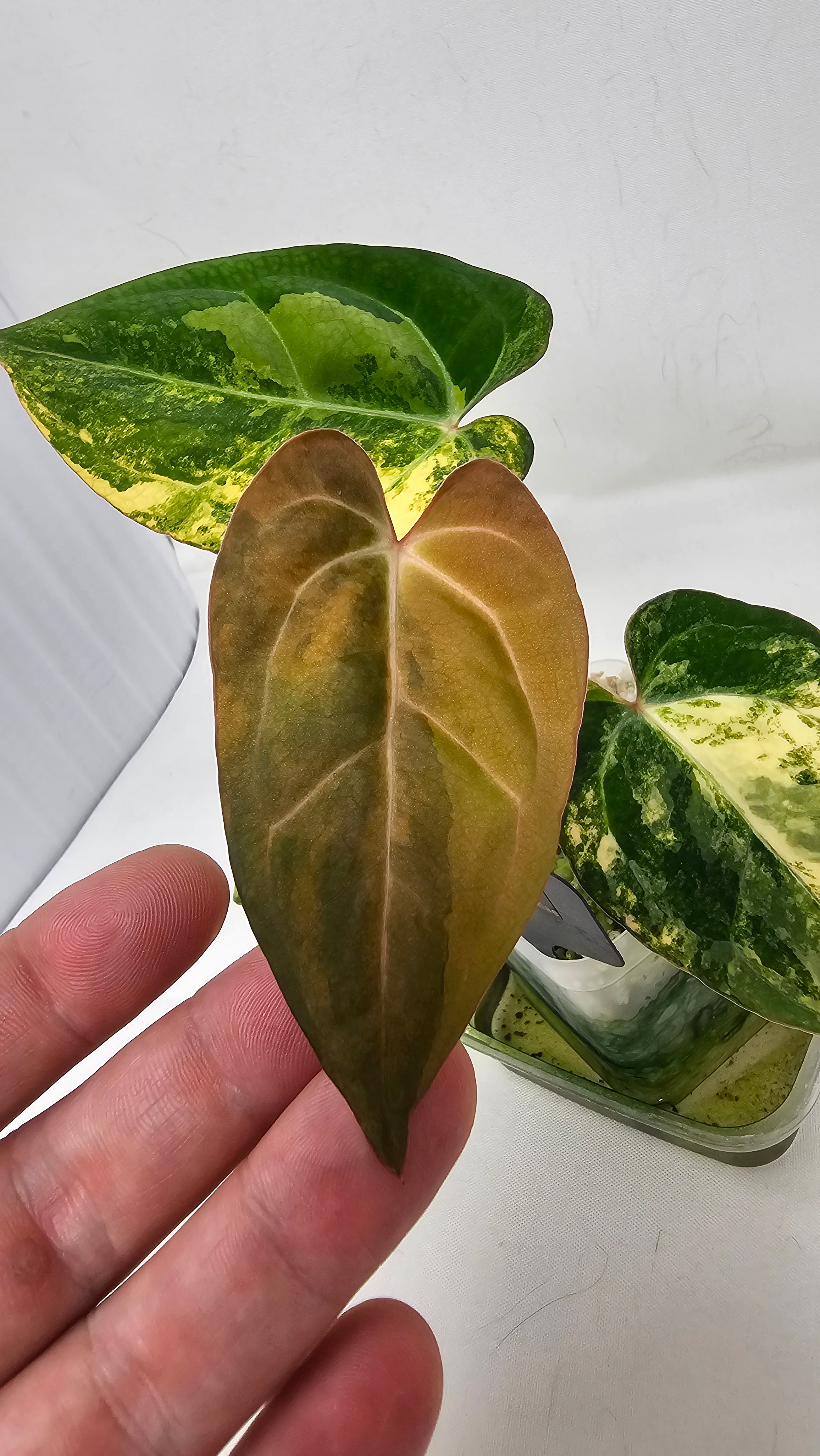 Anthurium Papillilaminum X Carlablackiae