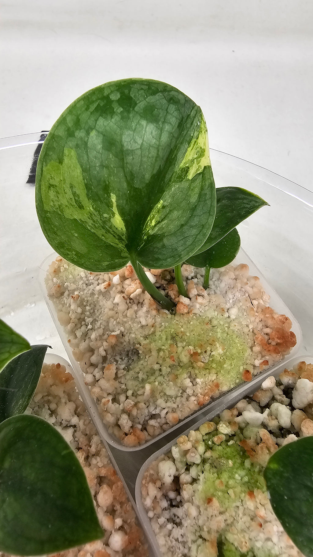 Scindapsus Halimoon