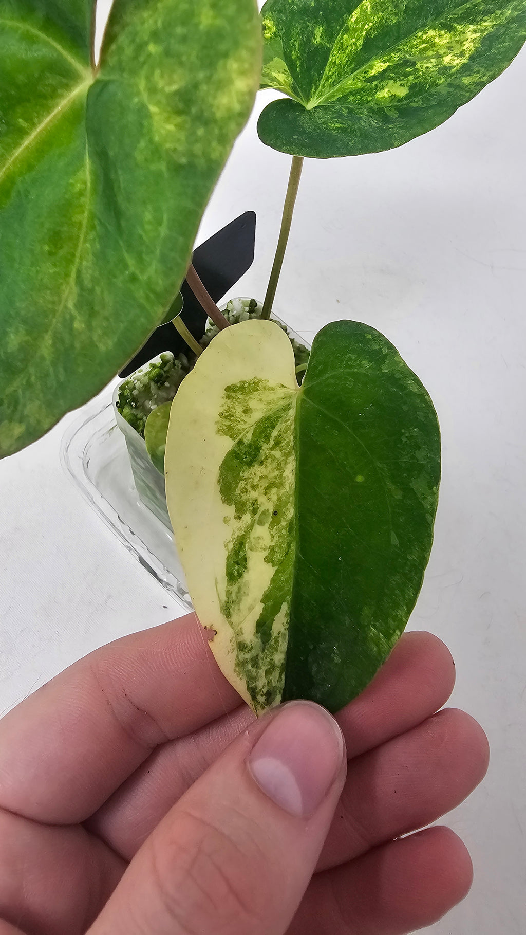 Anthurium Papillilaminum x (FSRL JV x BVEP Tezula)