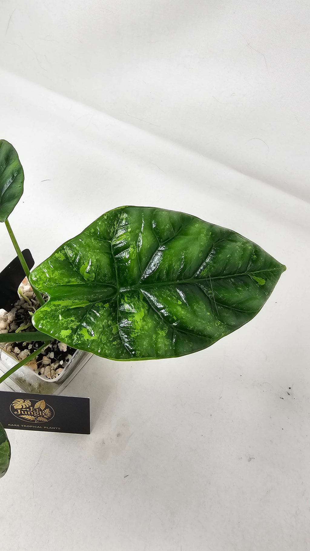 Alocasia Sinuata Albo/Mint