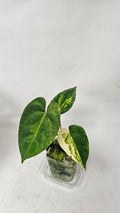 Anthurium Papillilaminum x (FSRL JV x BVEP Tezula)