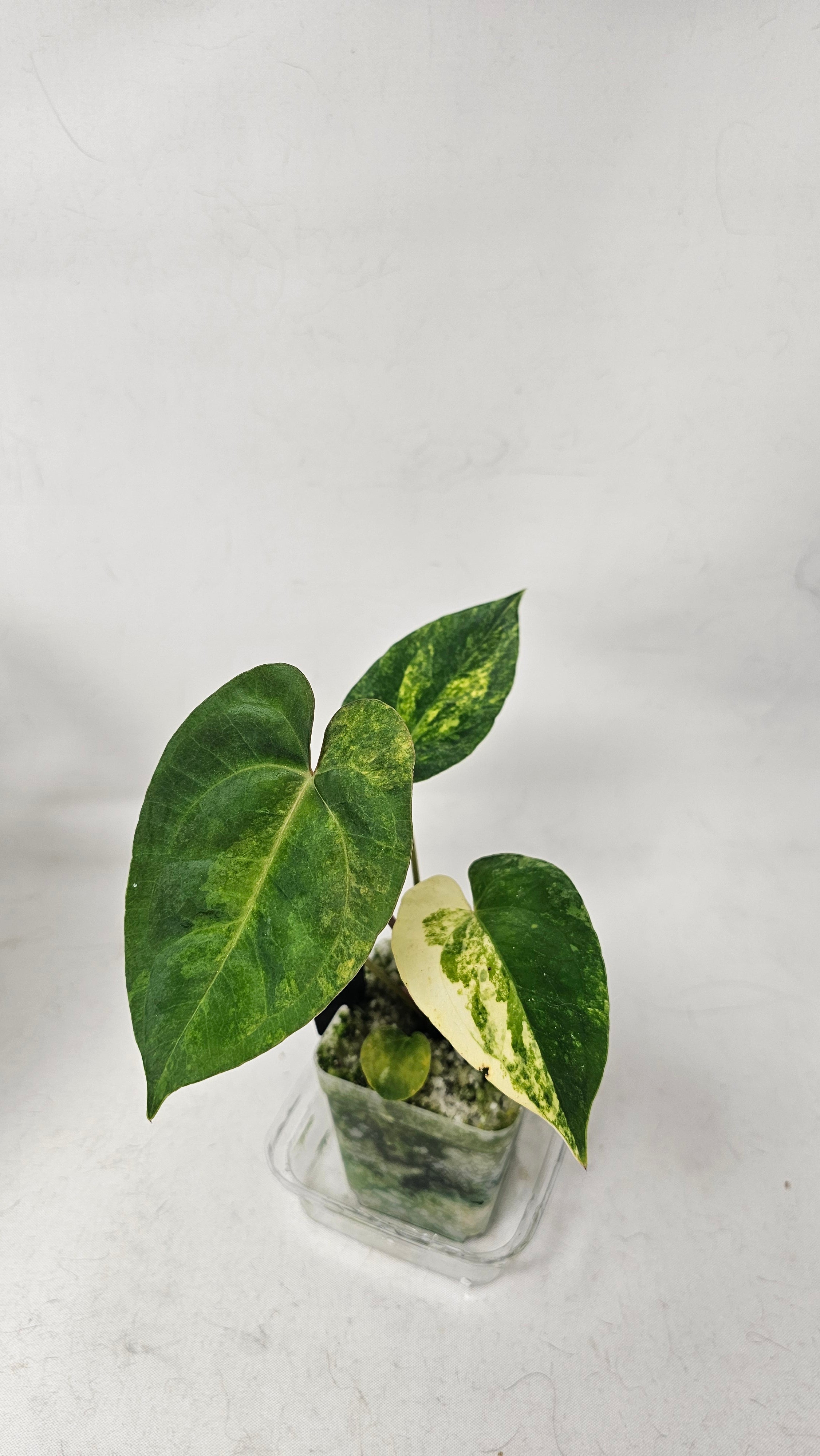 Anthurium Papillilaminum x (FSRL JV x BVEP Tezula)