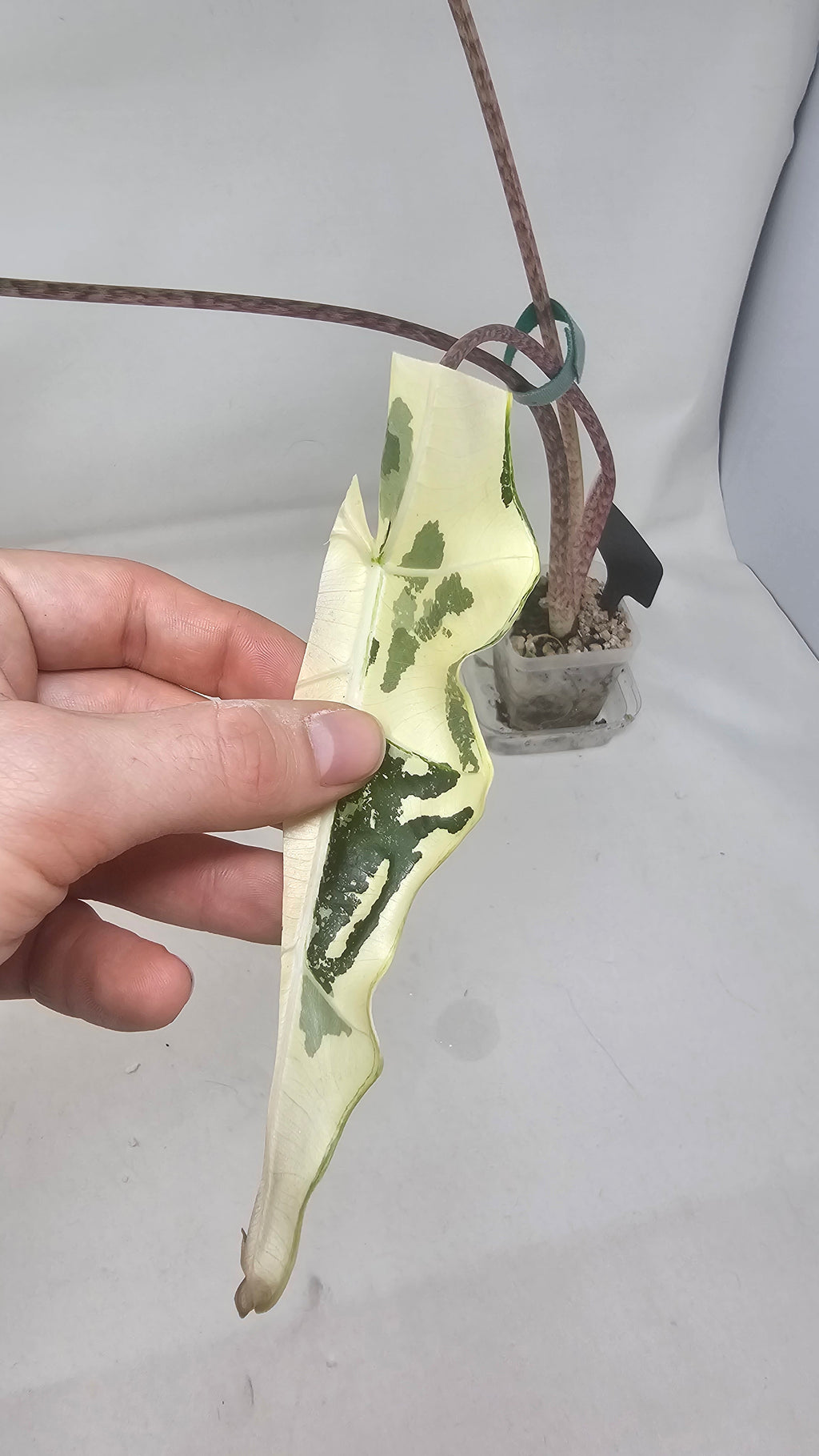 Alocasia Simpo Albo