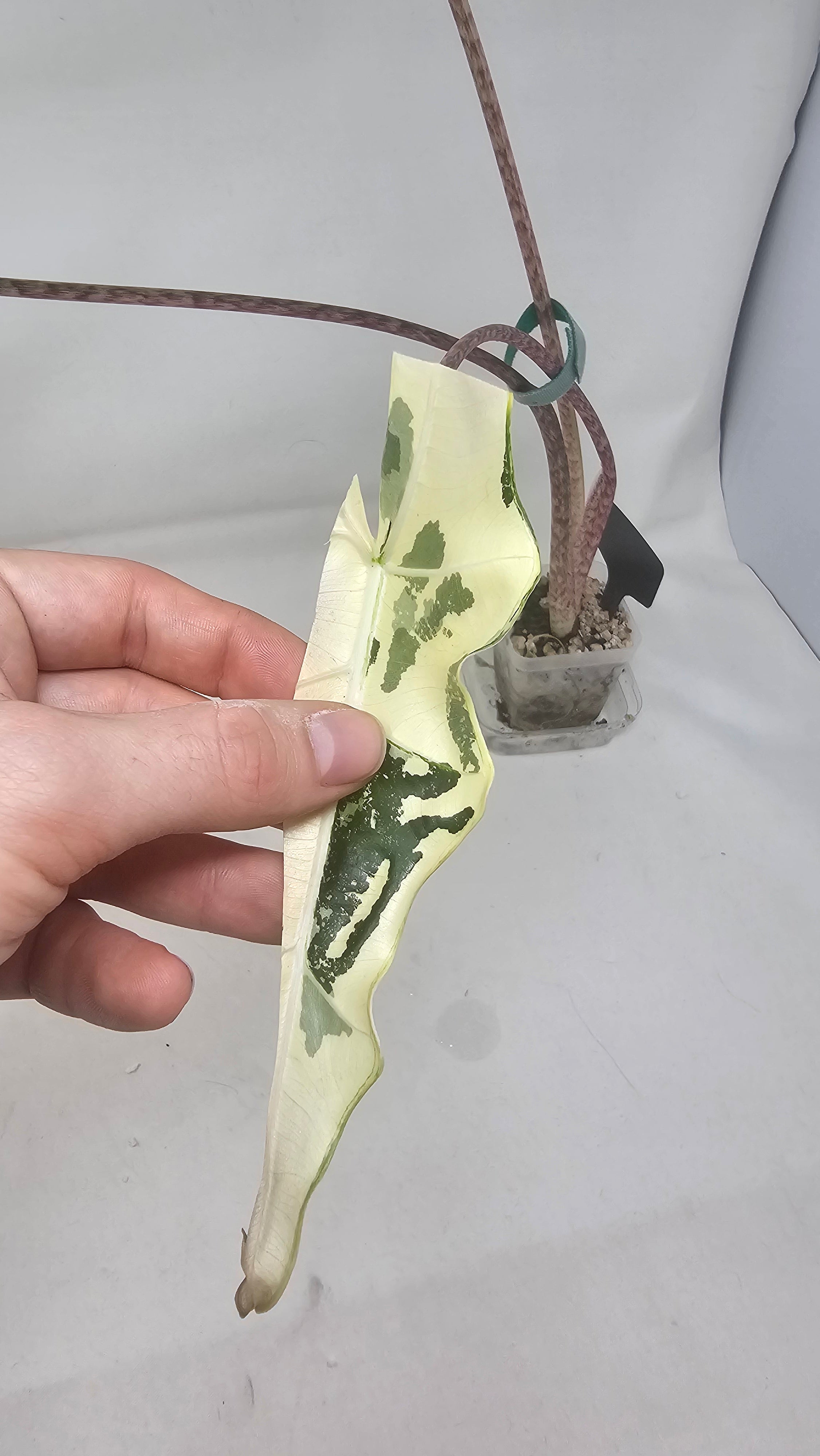 Alocasia Simpo Albo