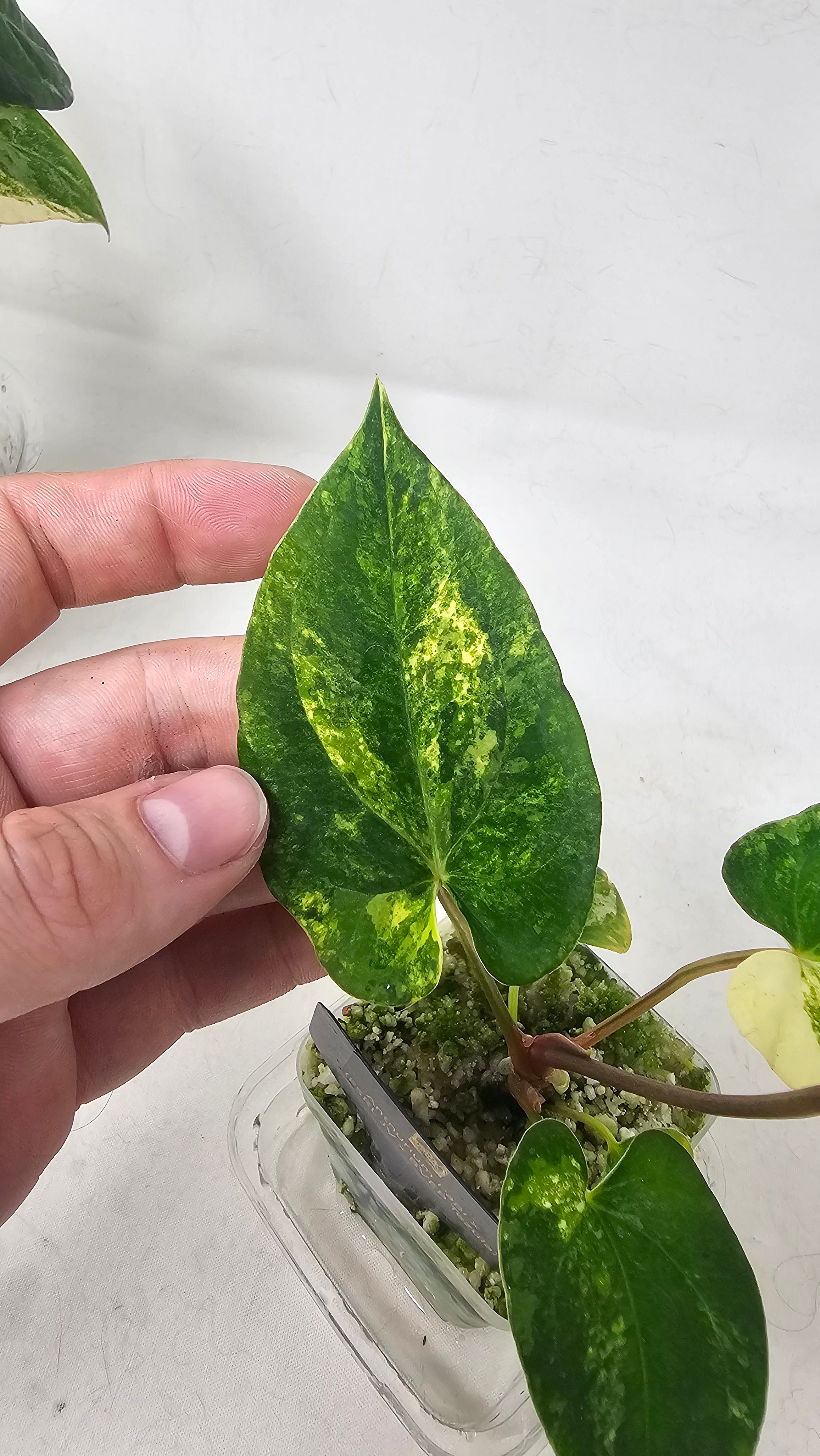 Anthurium Papillilaminum x (FSRL JV x BVEP Tezula)