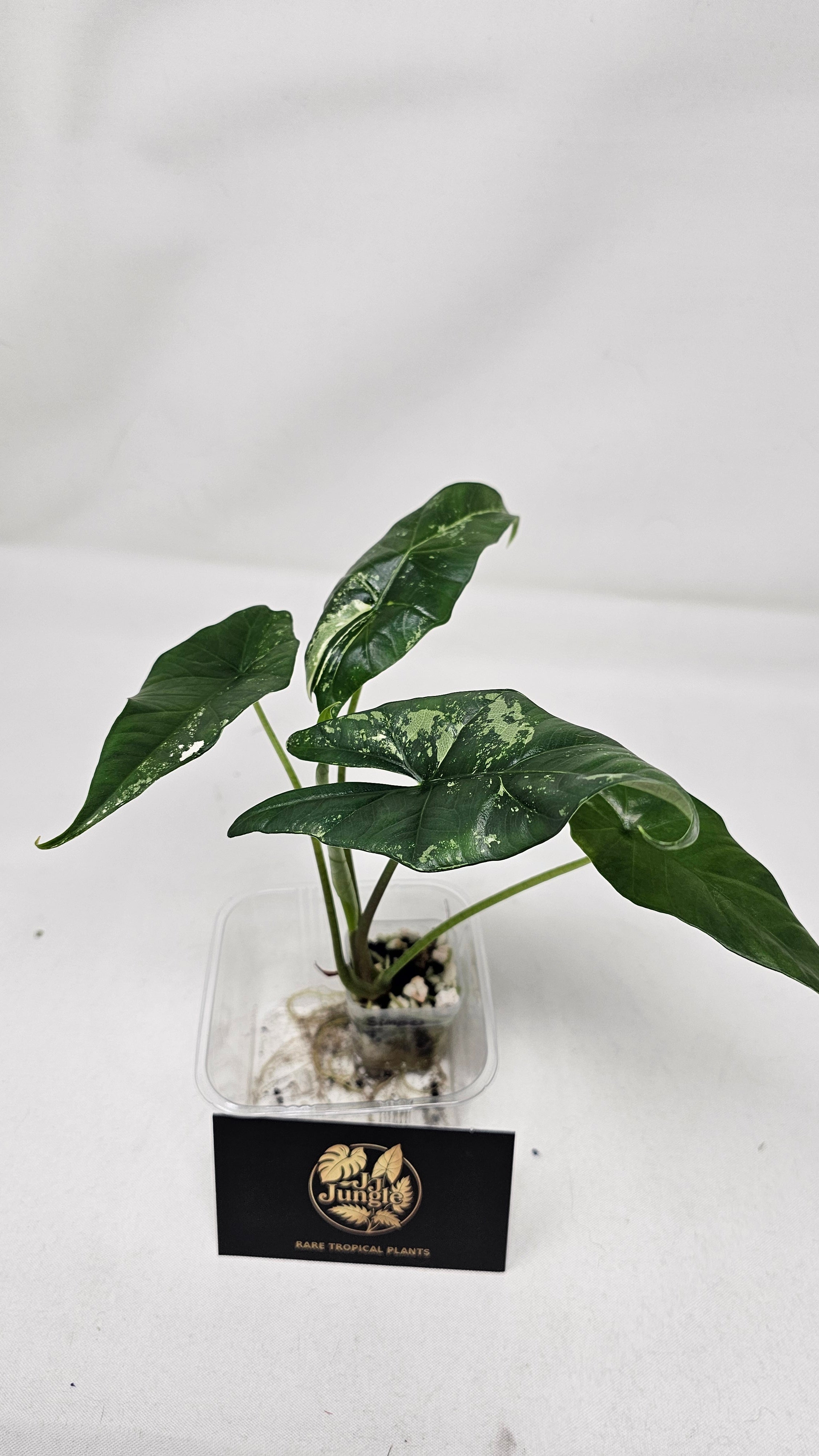 Alocasia Simpo Albo