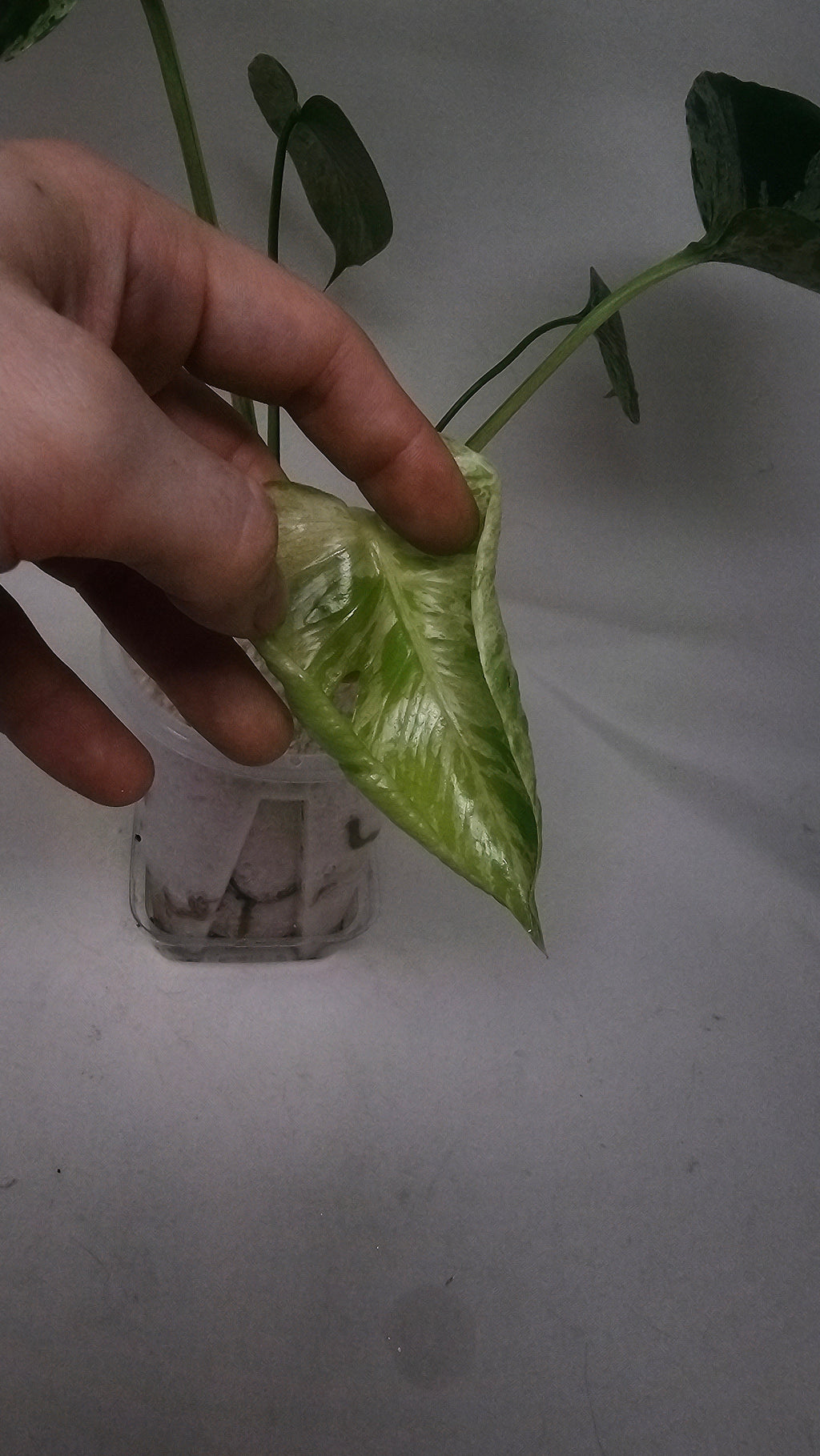 Monstera Bulbasaur