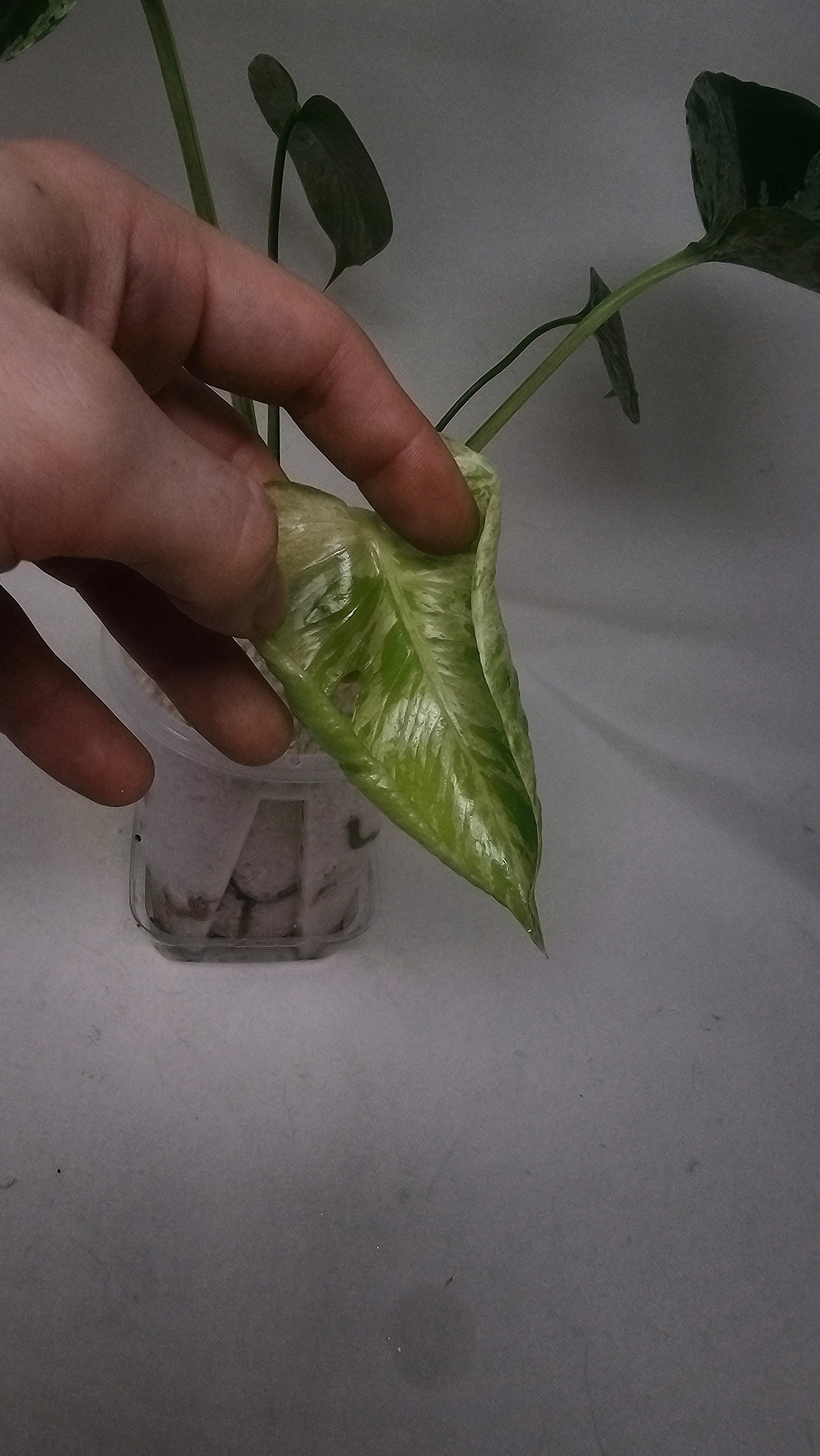 Monstera Bulbasaur