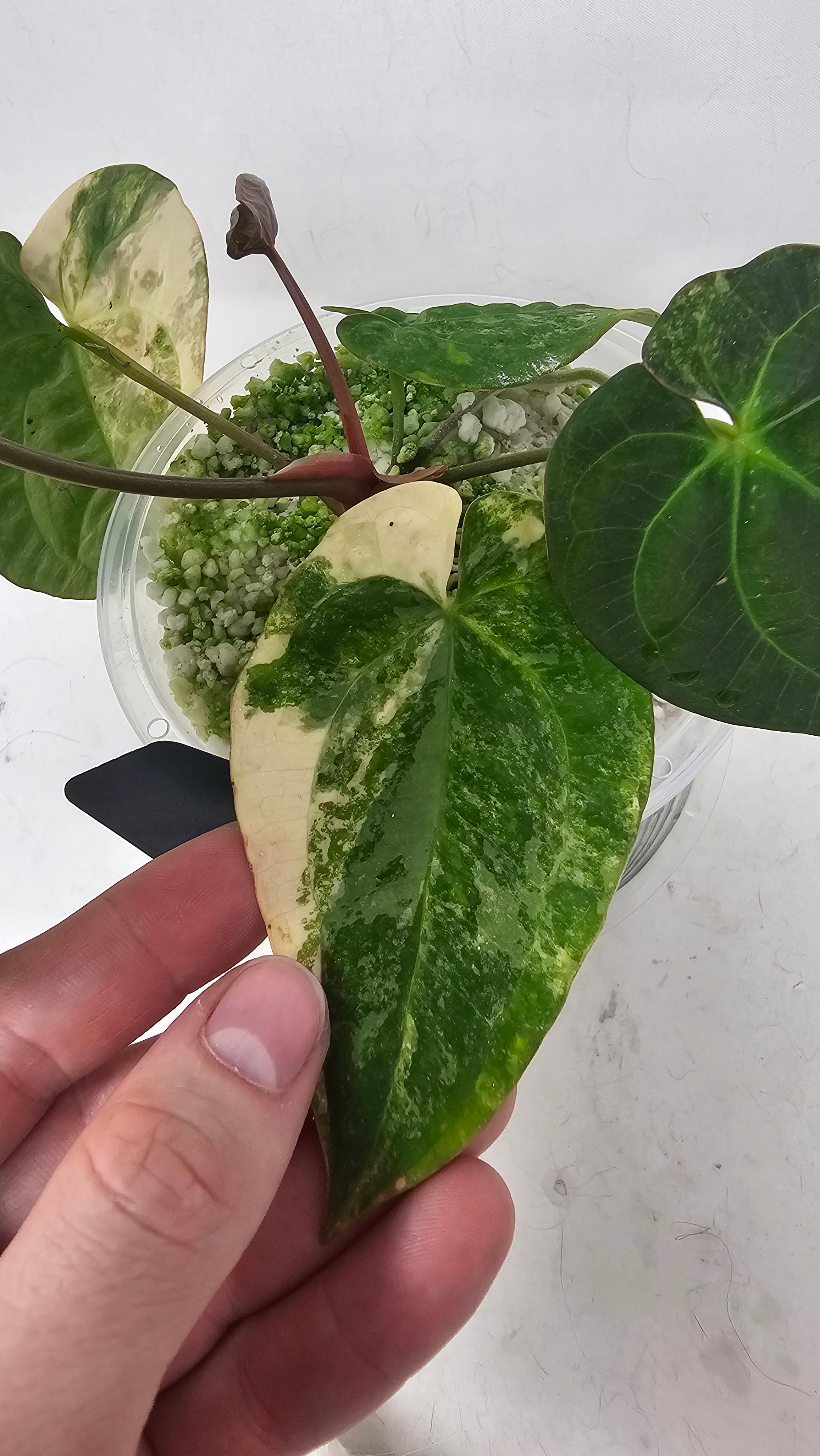Anthurium Papillilaminum x RVDP