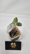 Alocasia Pink Dragon Stardust