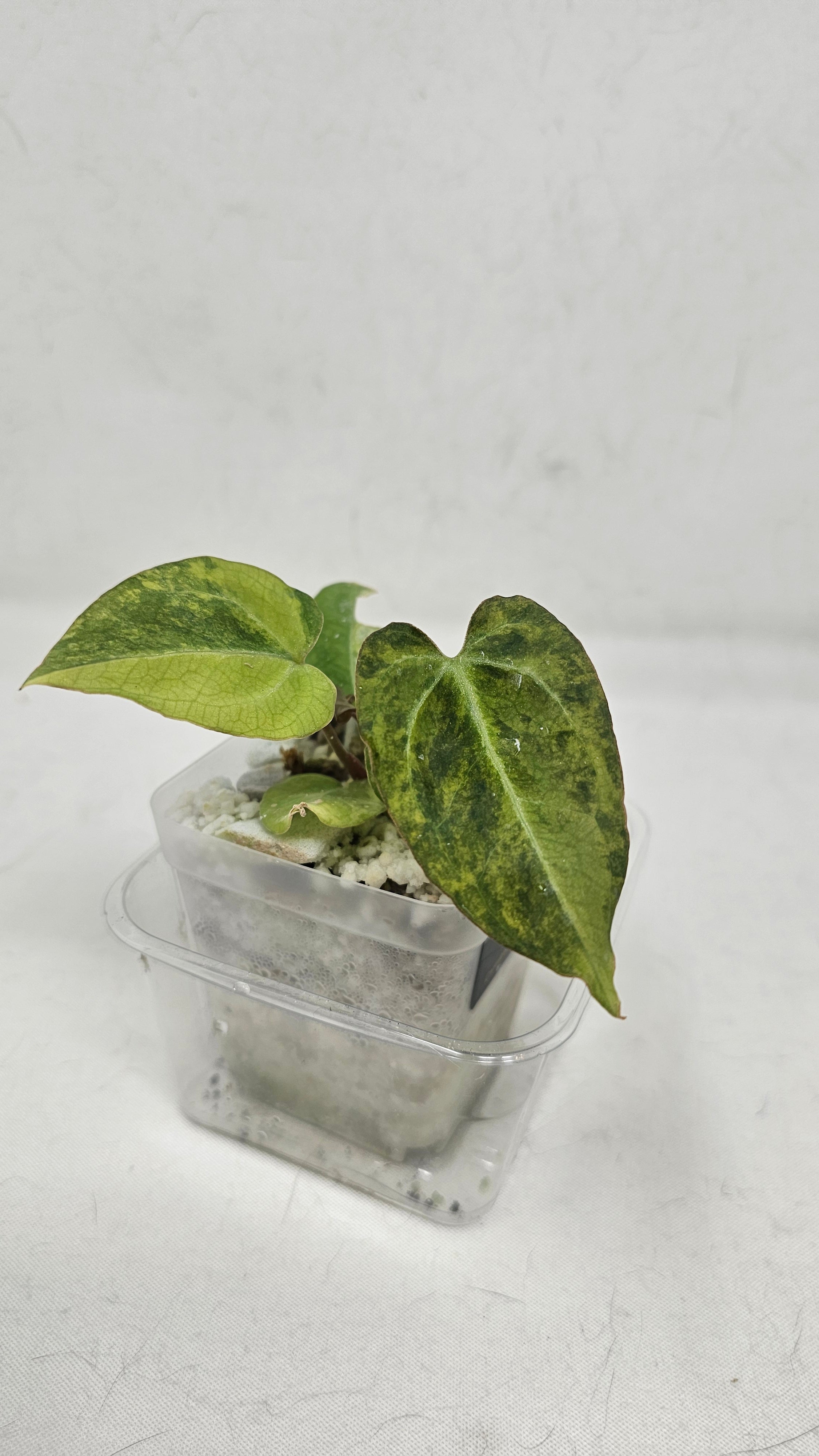 Anthurium Crystallinium x AOS Tezula