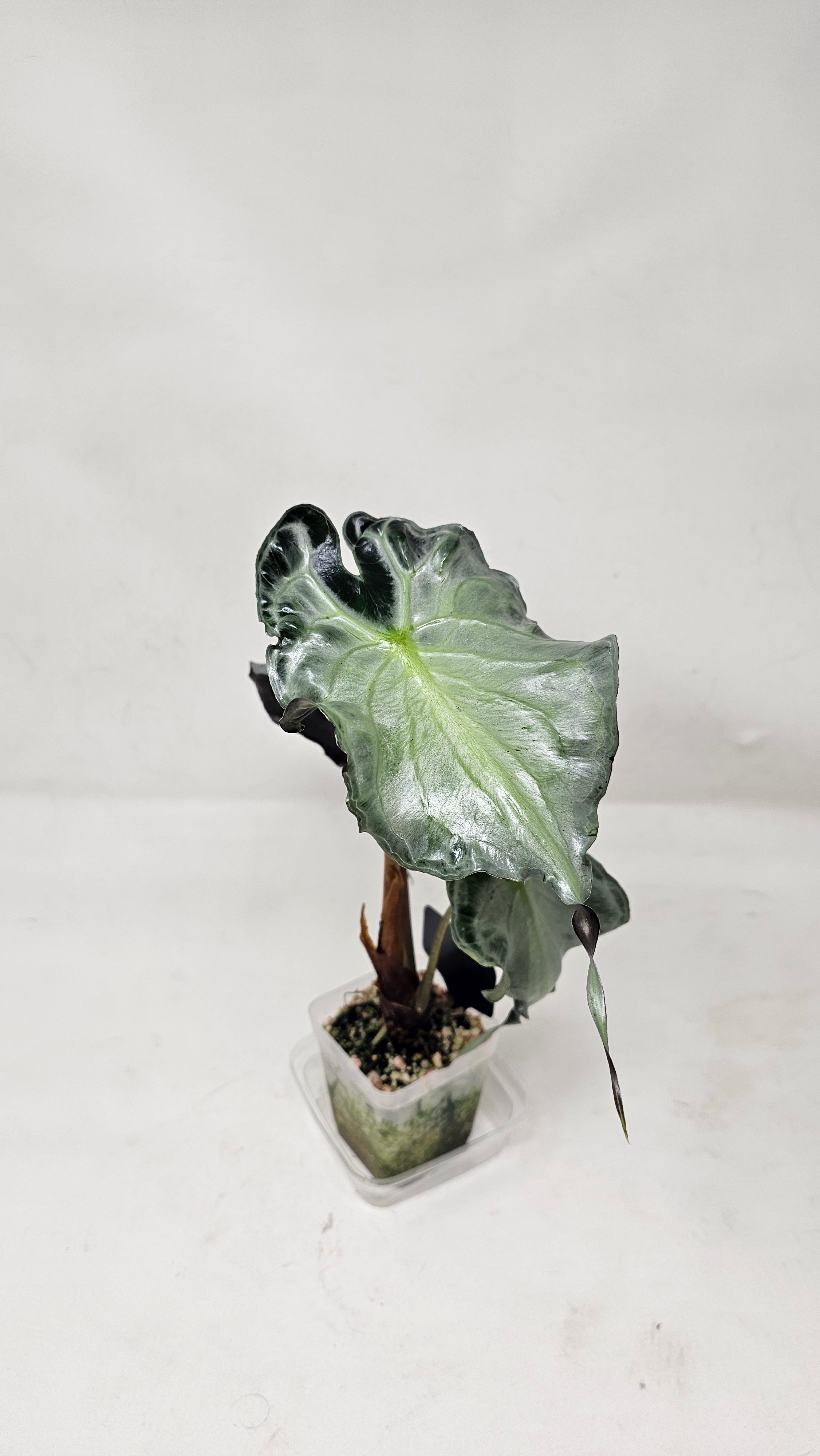 Alocasia Venom