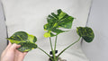 Monstera Electrolyte