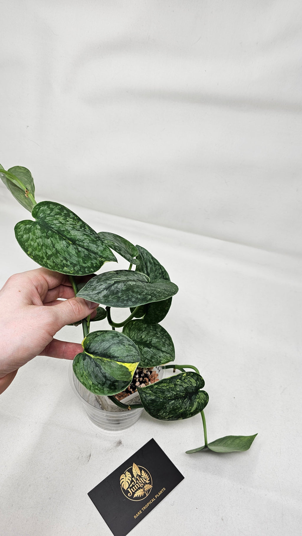 Scindapsus Halimoon