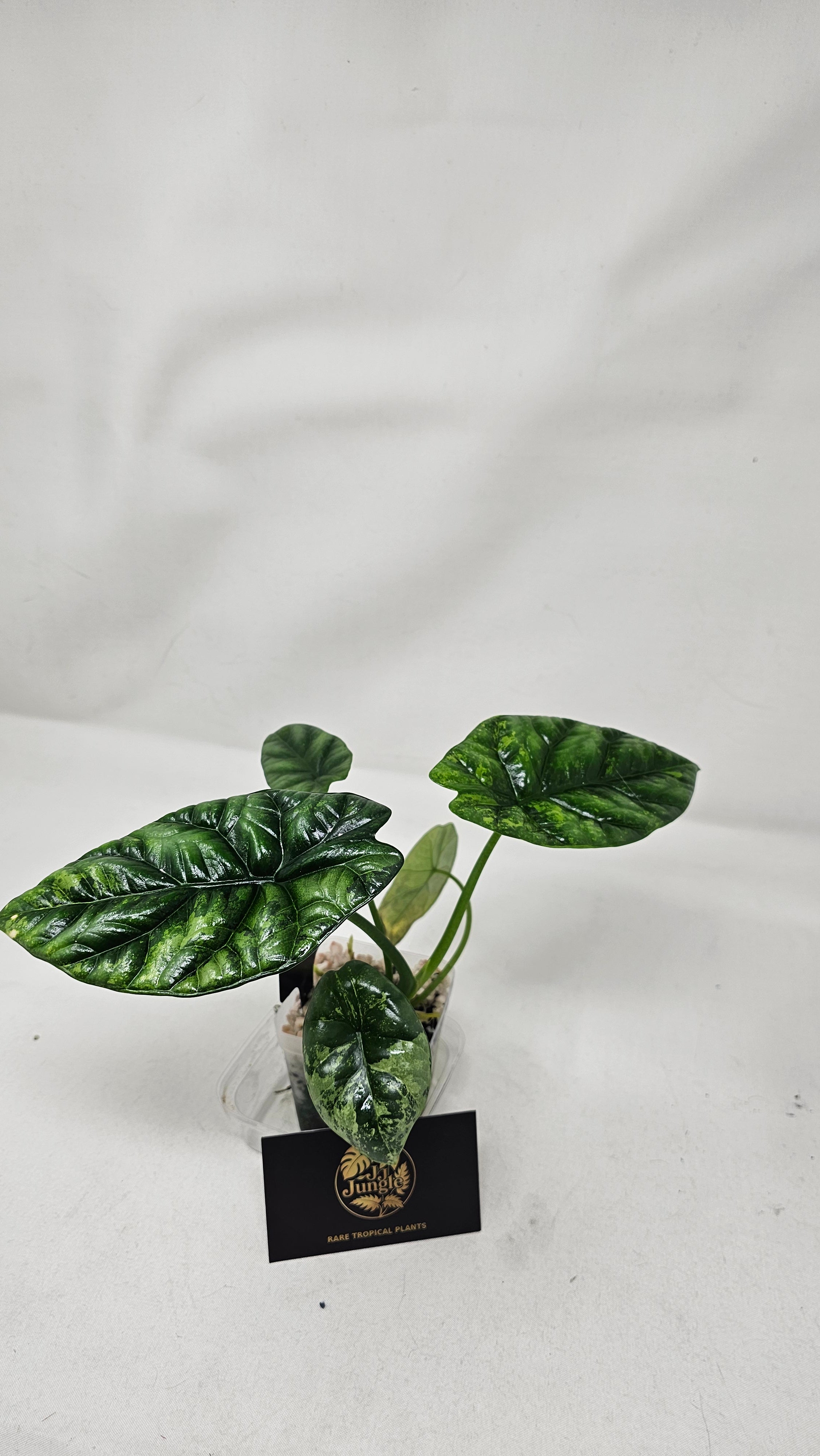 Alocasia Sinuata Albo/Mint