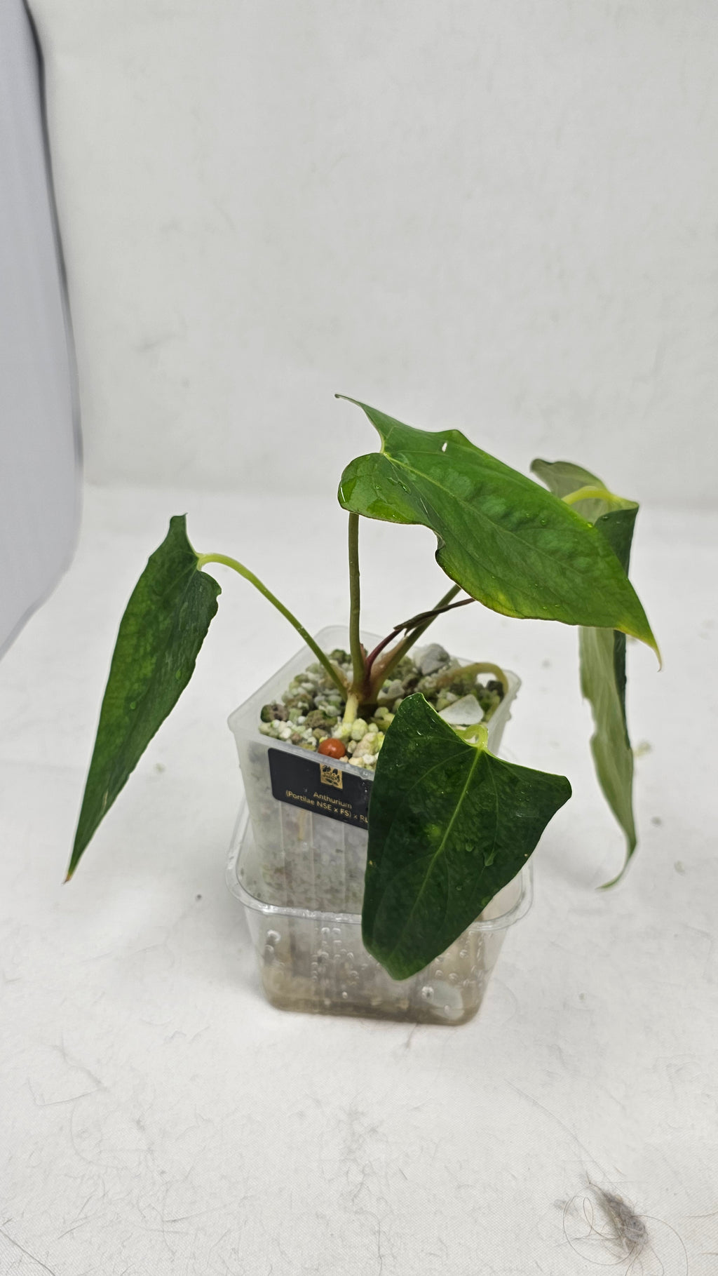 Anthurium (Portilae NSE x FS) x RL