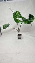 Alocasia Stingray Aurea