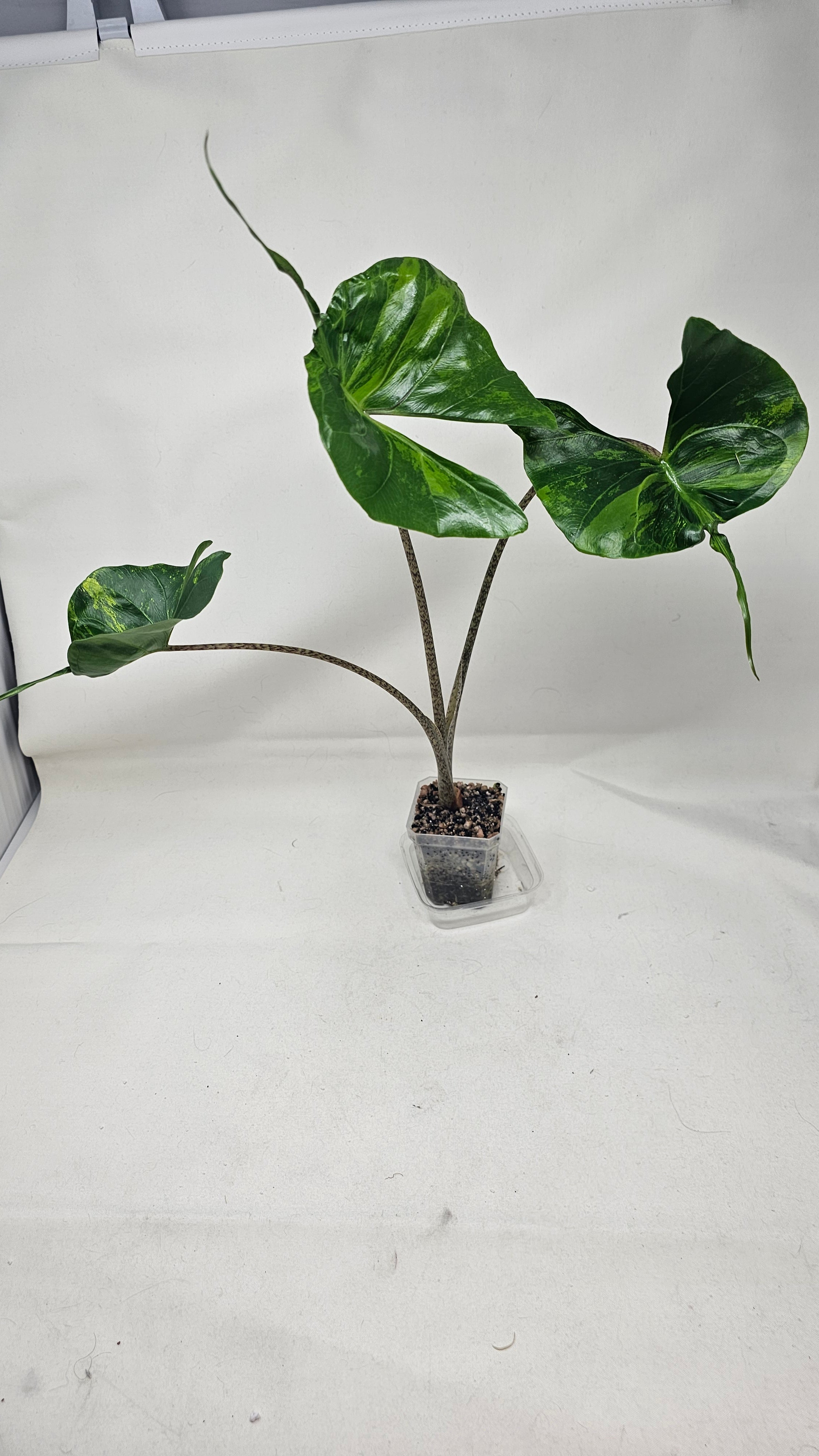 Alocasia Stingray Aurea