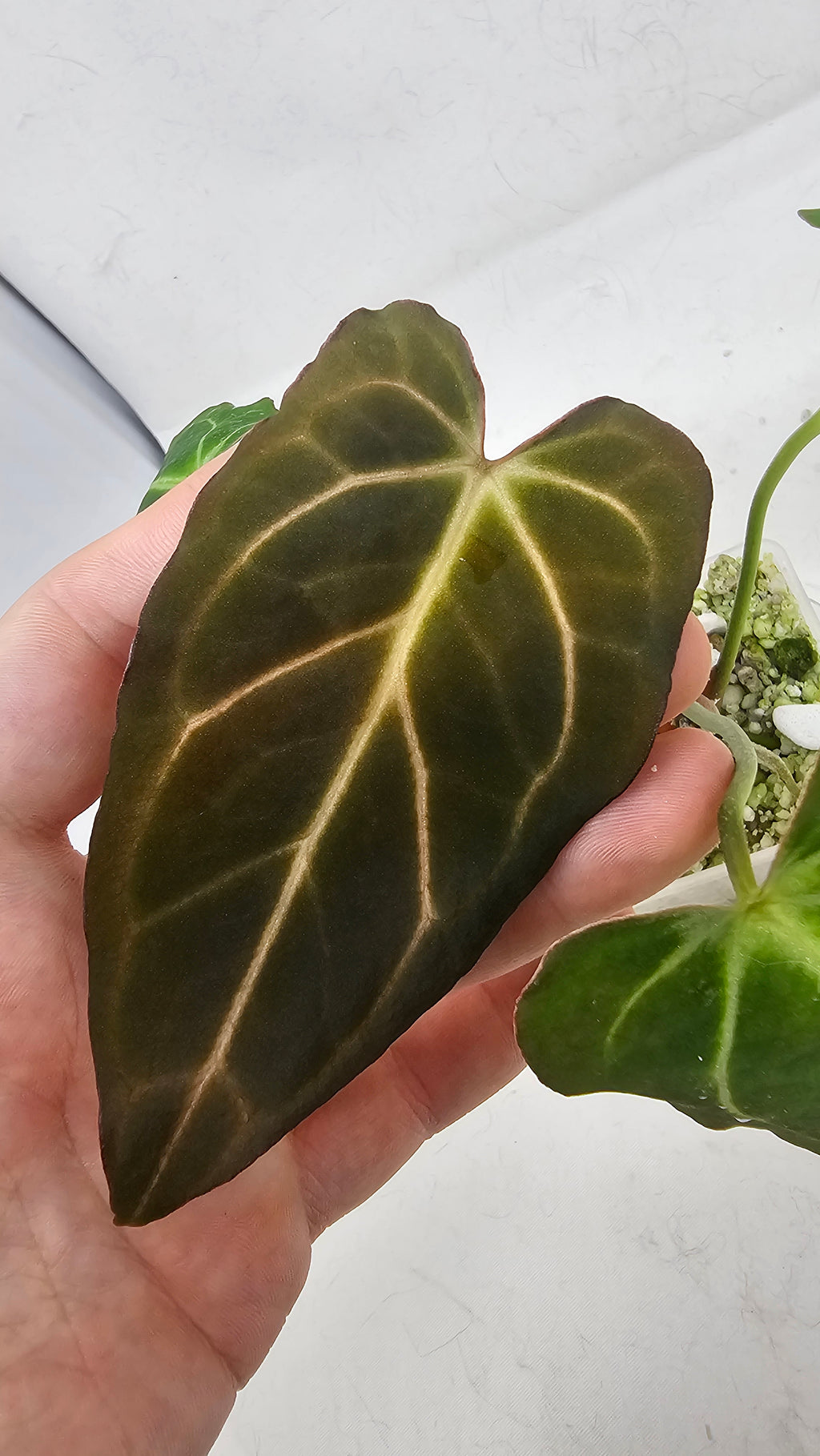 Anthurium Michelle x BVEP (Scott)