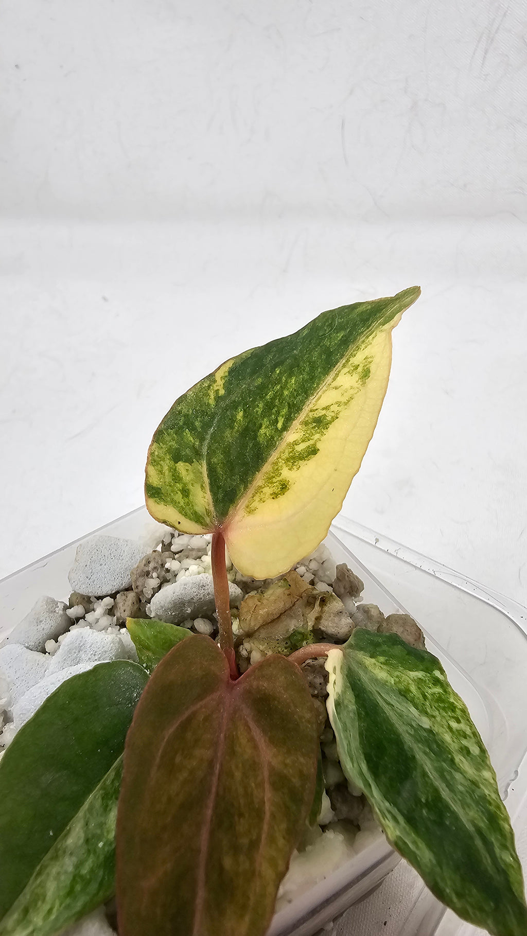 Anthurium (Papillilaminum × AOS) × (Michell x(Zara No.74))x (Brielle x Zara No.99)