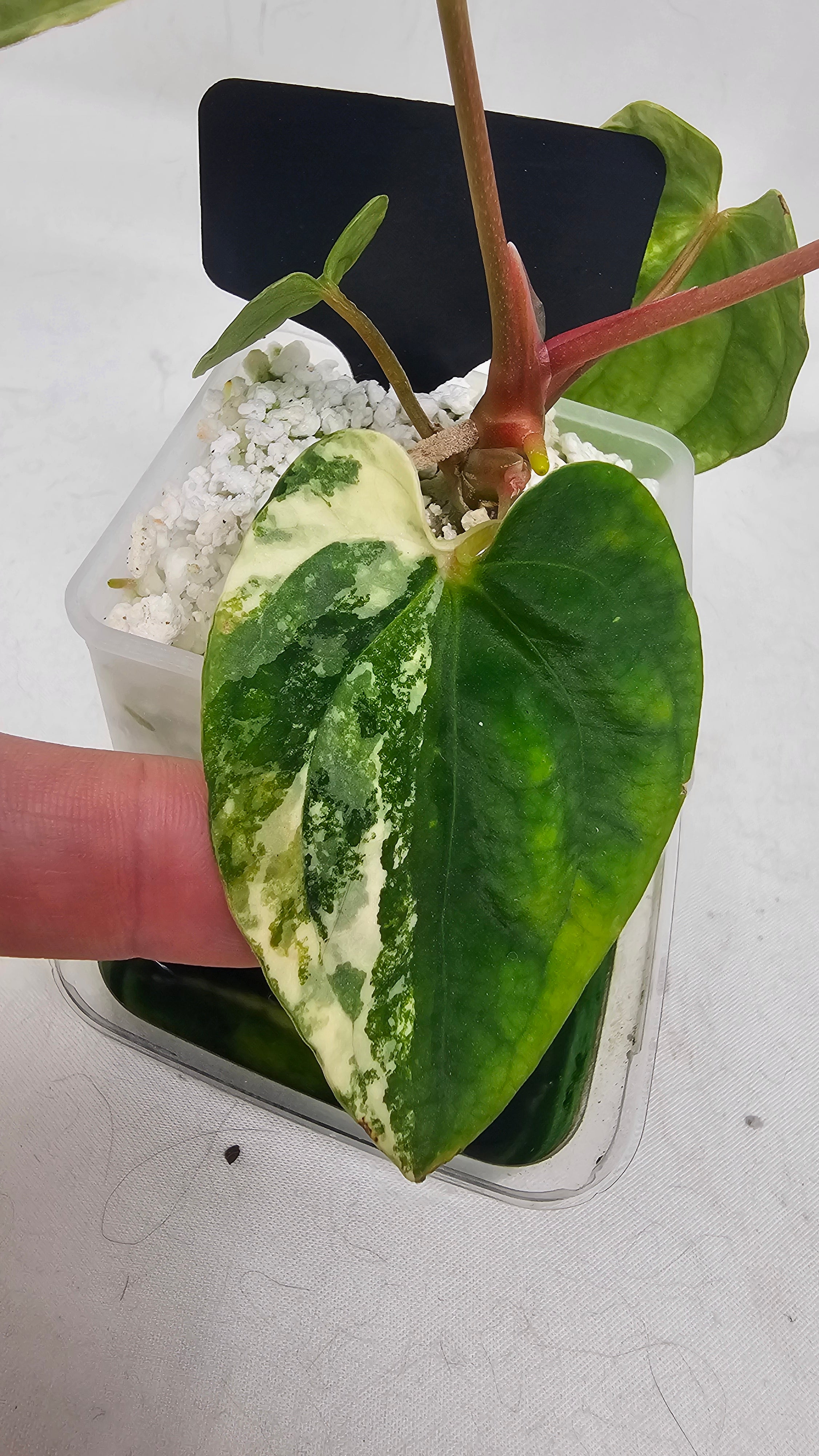 Anthurium Papillilaminum x Papillilaminum