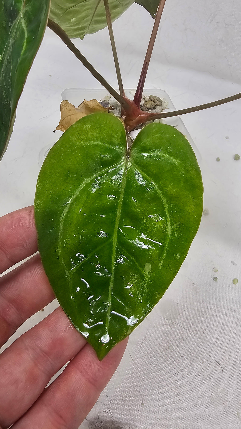 Anthurium Forgetti x Blackwidow Variegated (Low Var)