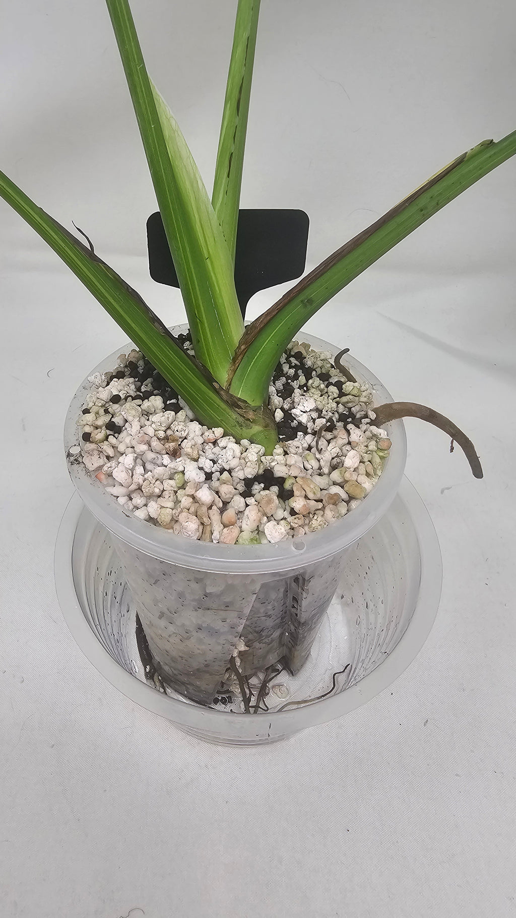 Monstera Electrolyte