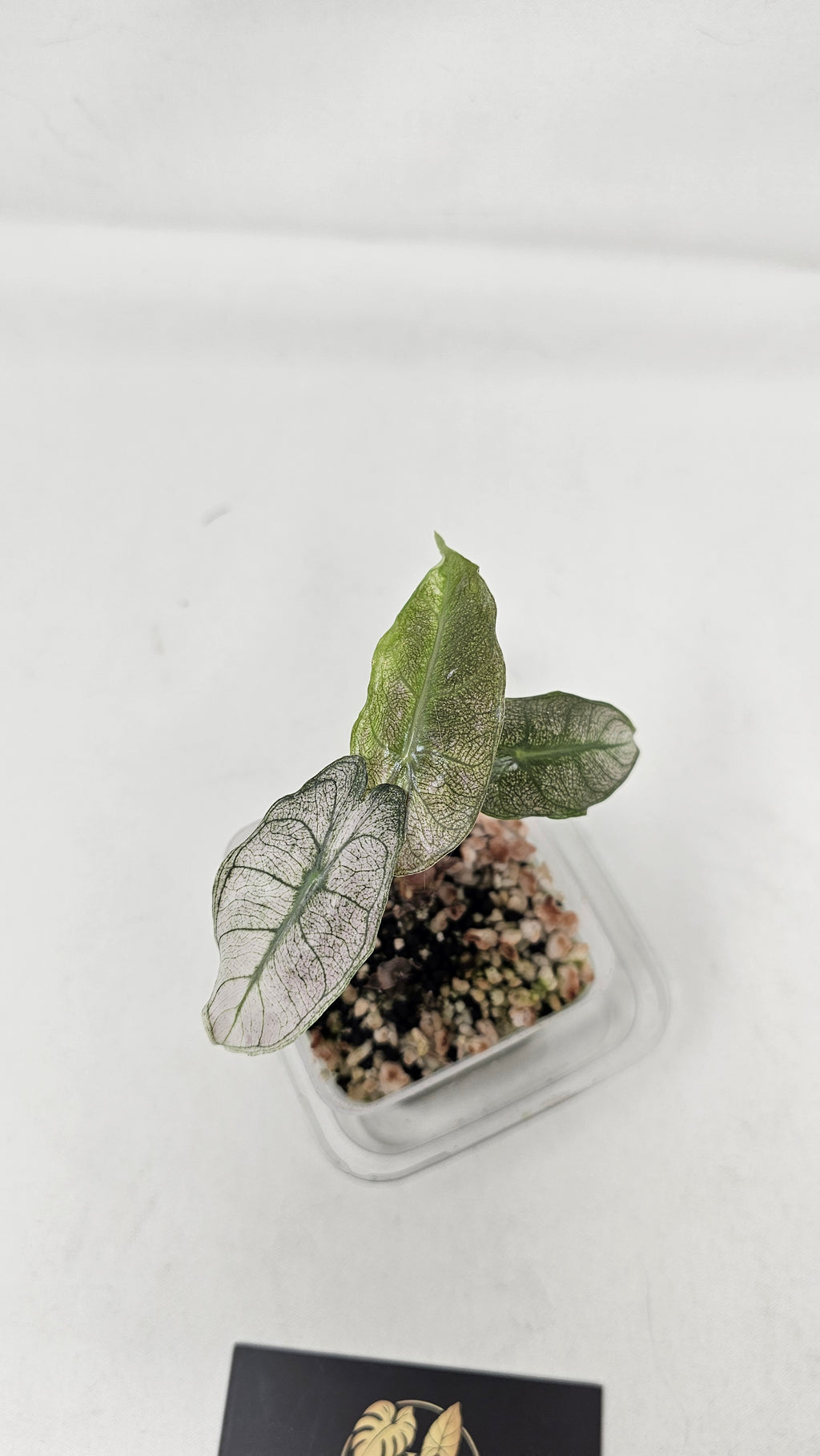 Alocasia Pink Dragon Stardust