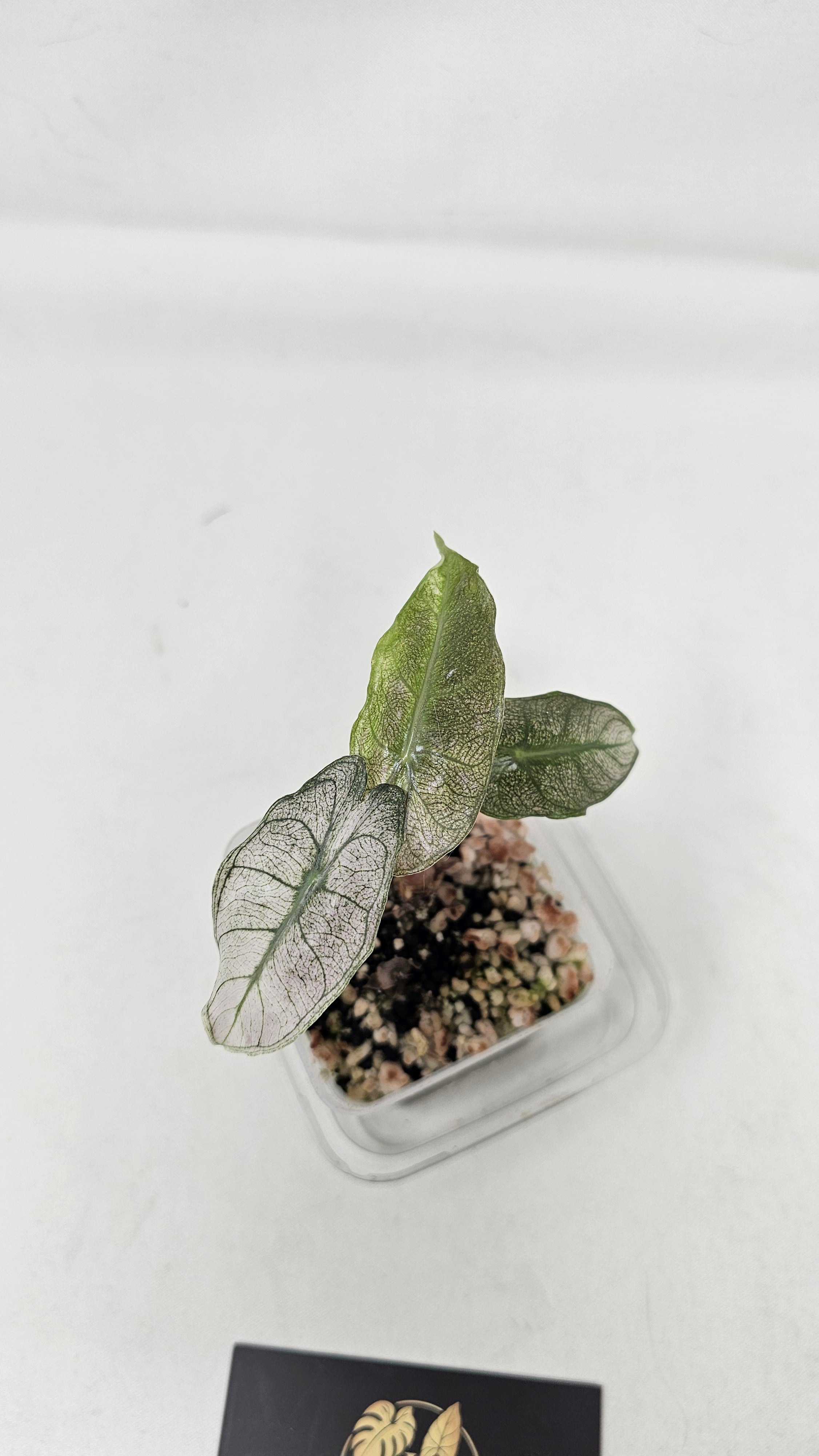 Alocasia Pink Dragon Stardust