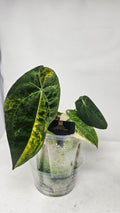 Anthurium Papillilaminum x RVDP