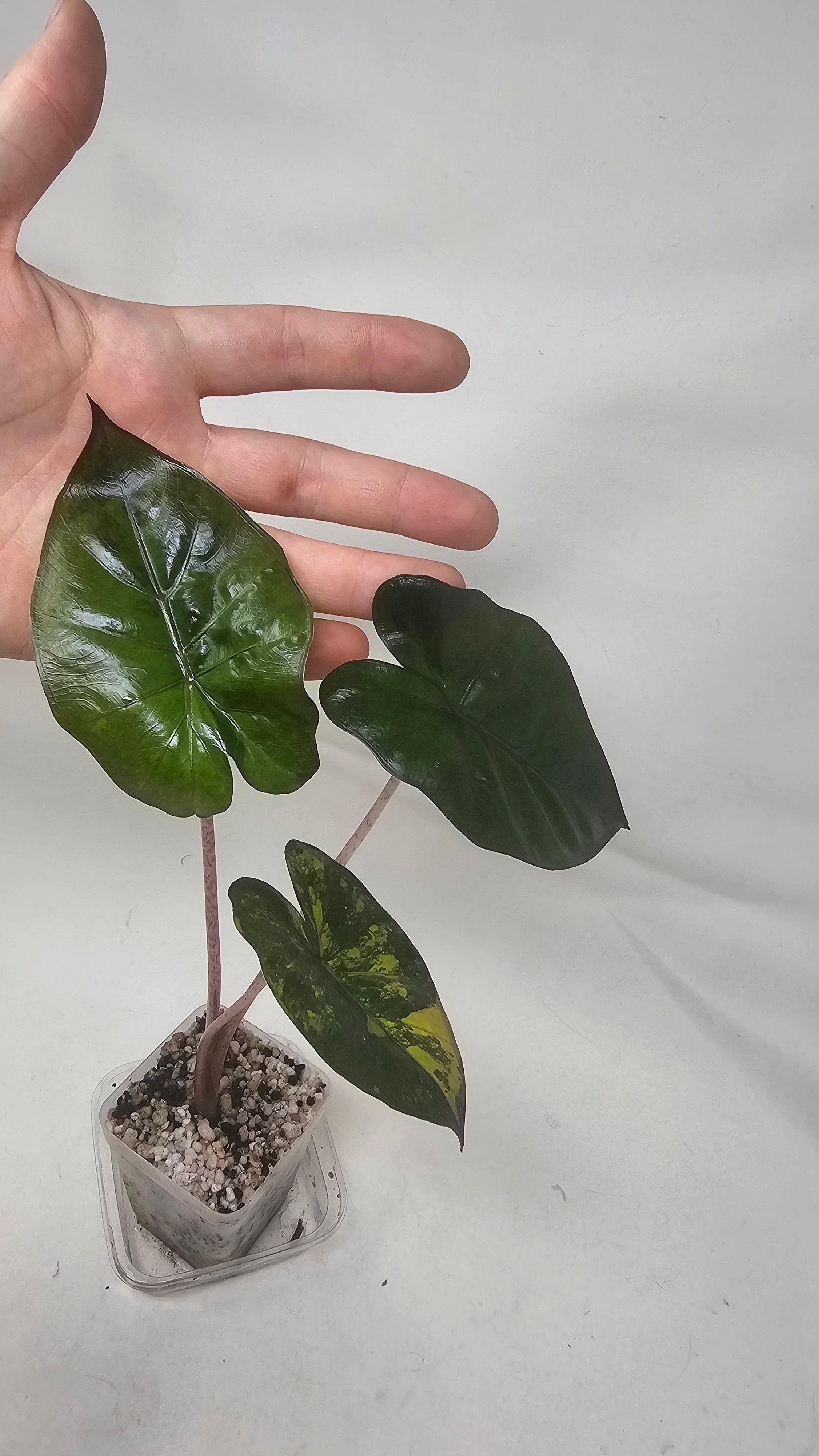 Alocasia Yucatan Princess Aurea