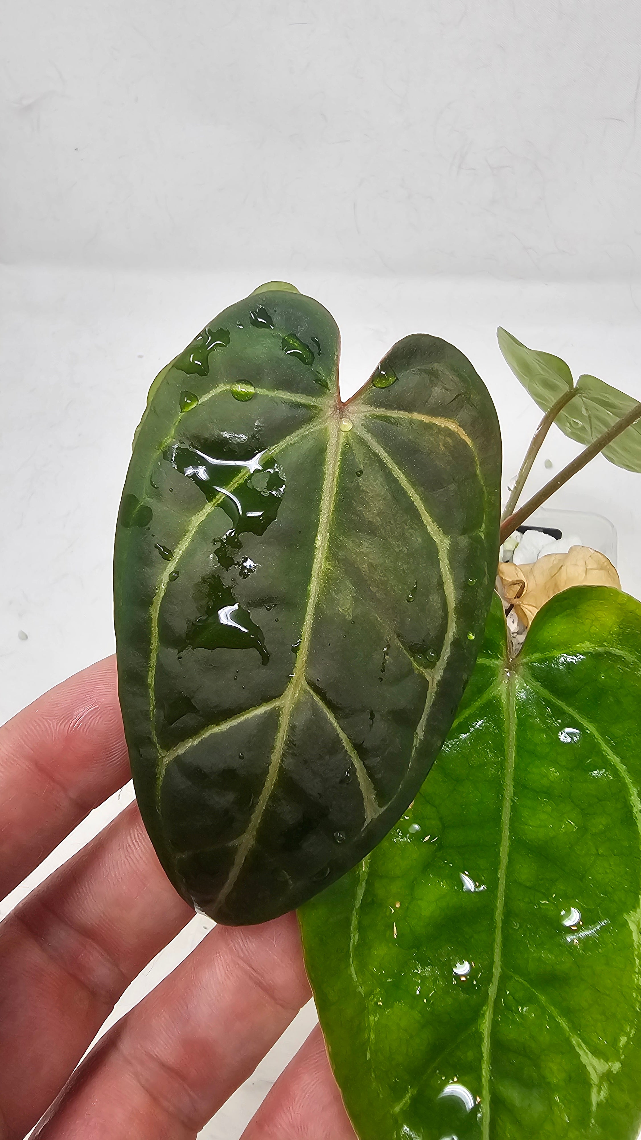 Anthurium Forgetti x Blackwidow Variegated (Low Var)