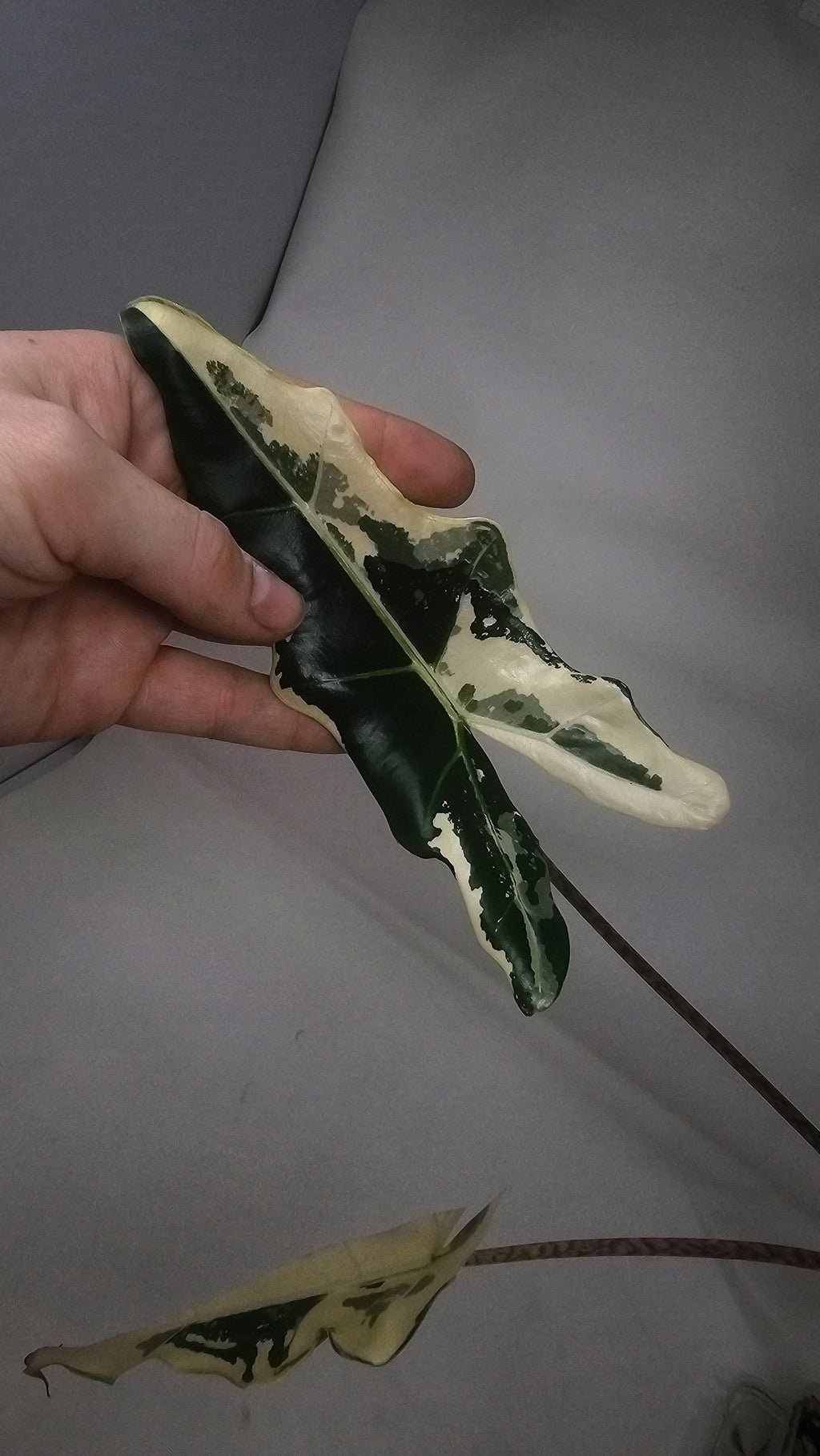 Alocasia Simpo Albo