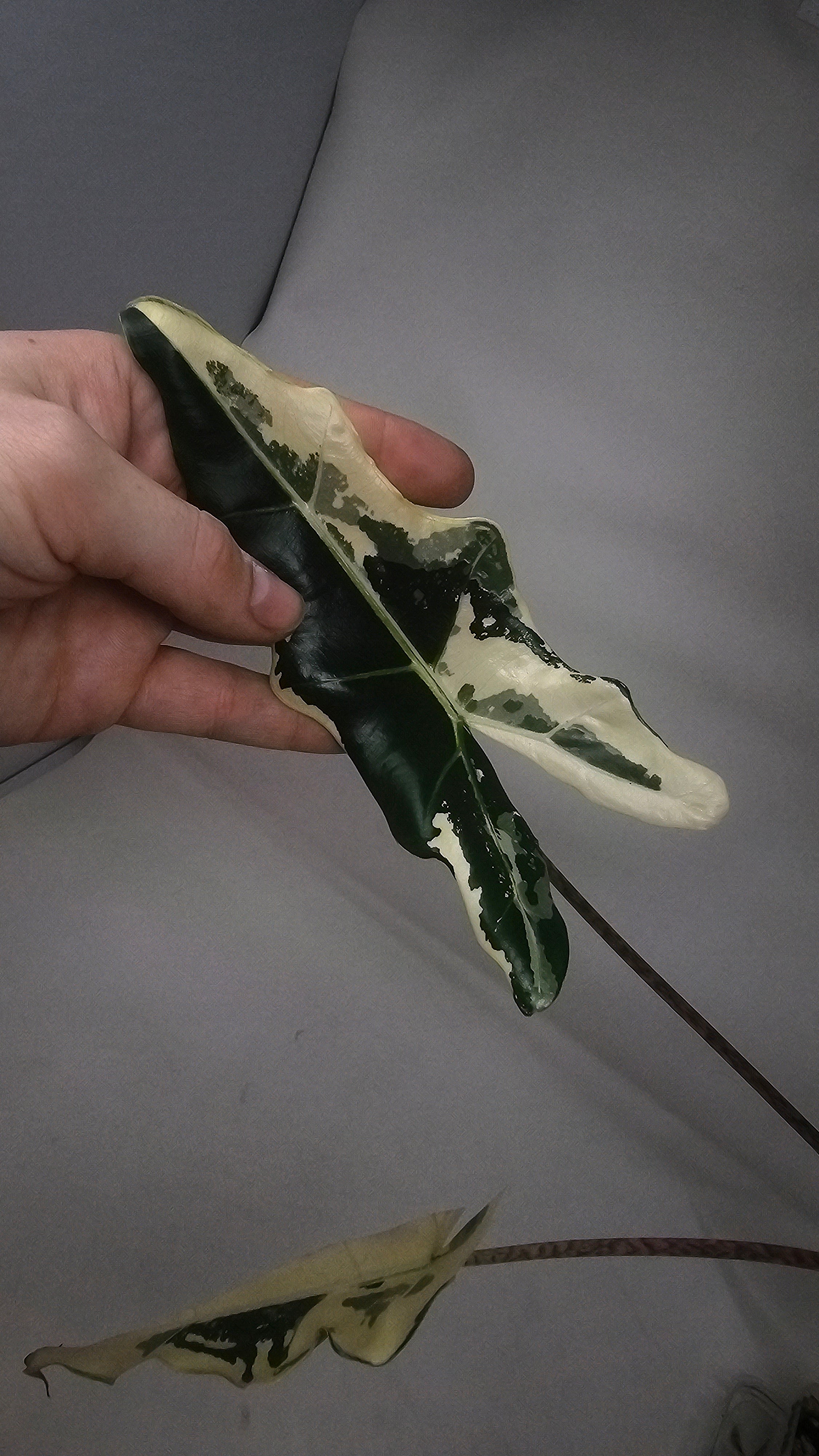 Alocasia Simpo Albo