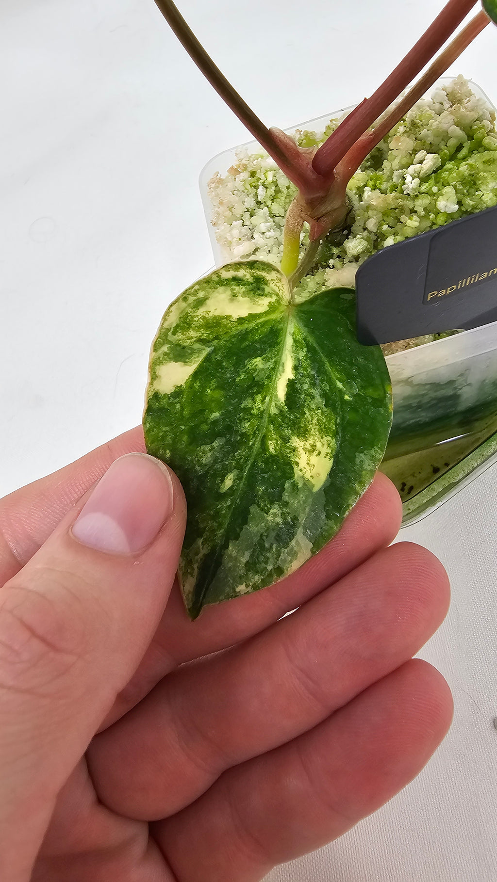 Anthurium Papillilaminum X Carlablackiae