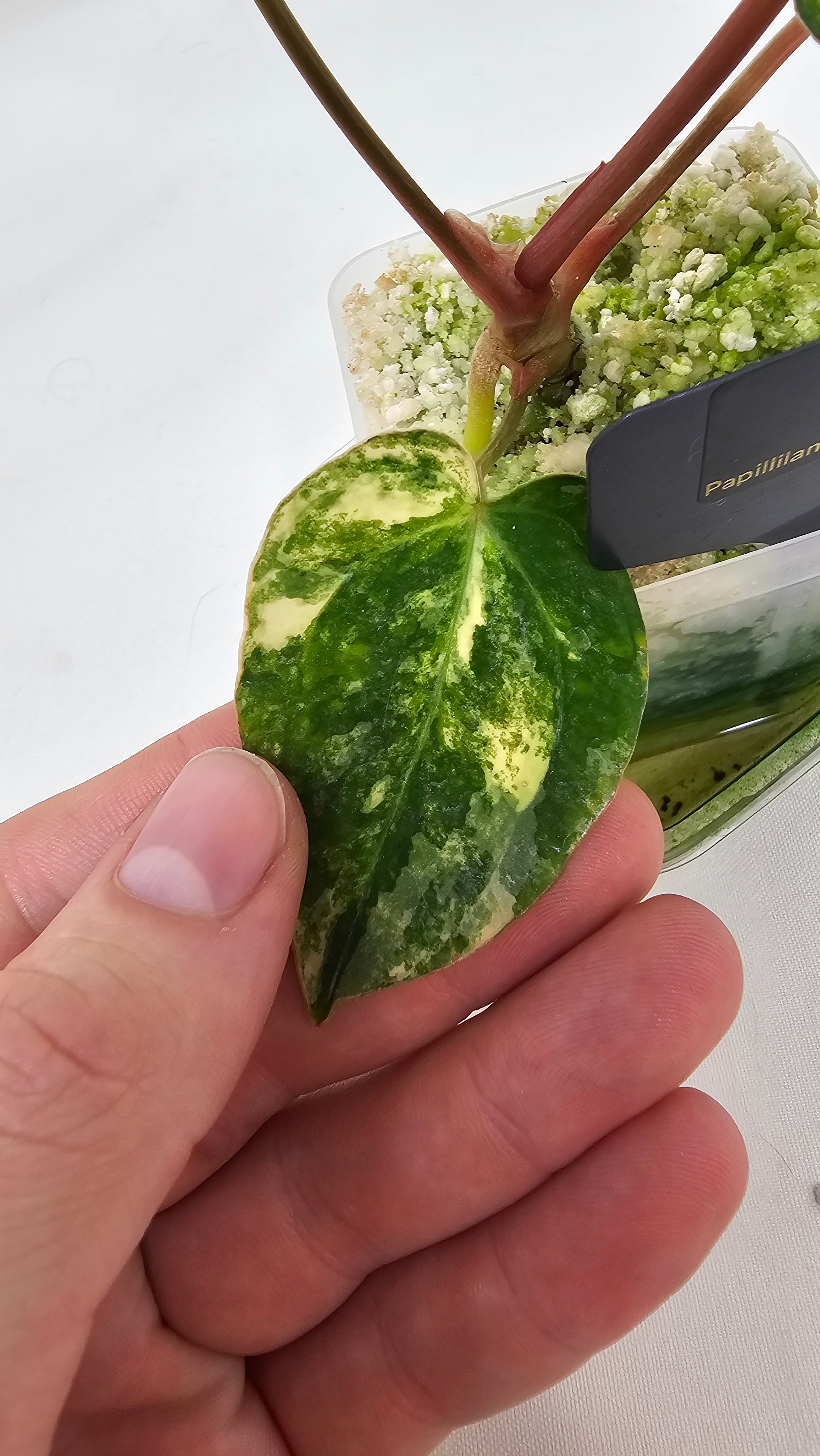 Anthurium Papillilaminum X Carlablackiae
