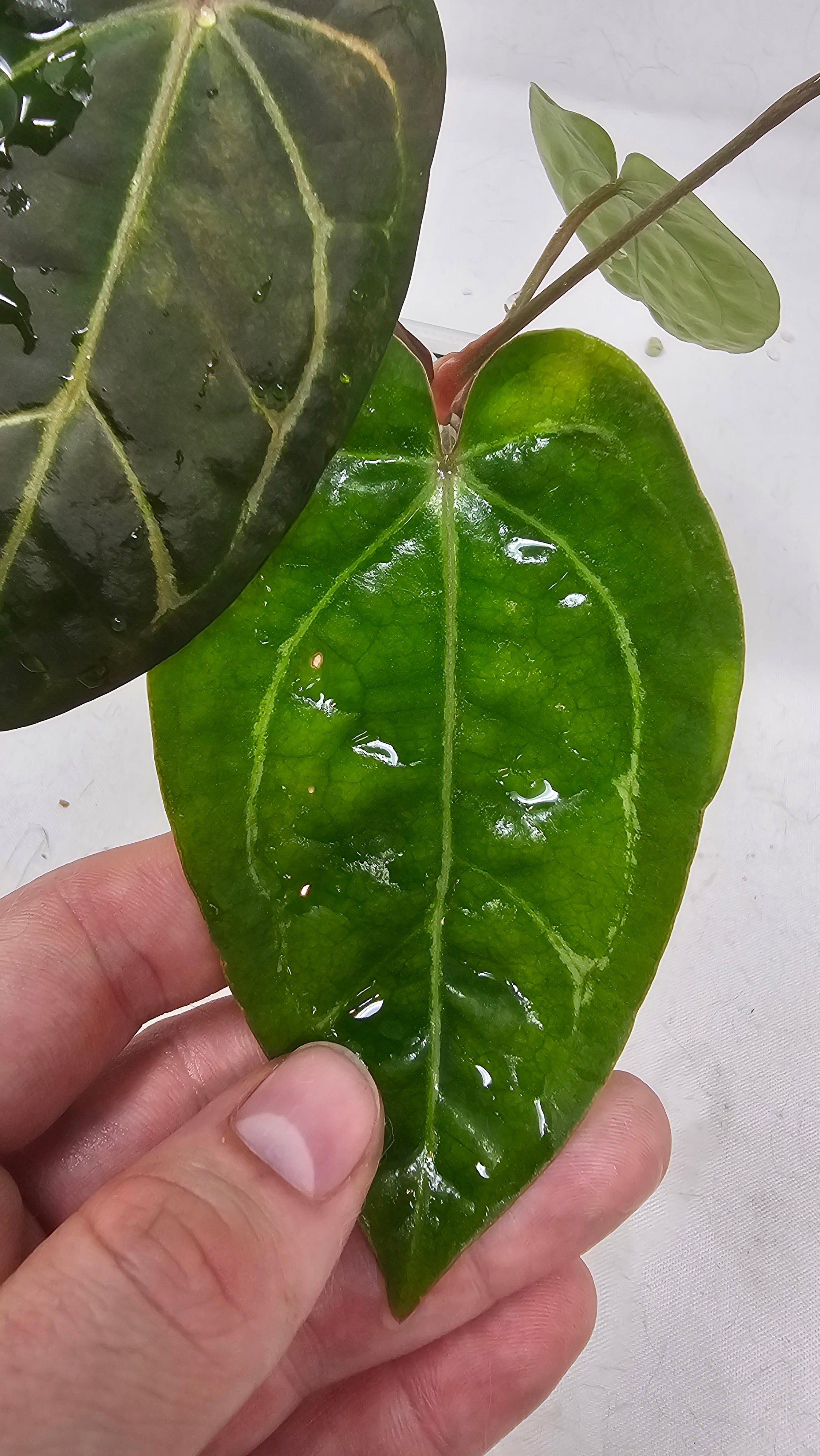 Anthurium Forgetti x Blackwidow Variegated (Low Var)