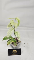 Monstera Laniata Mint