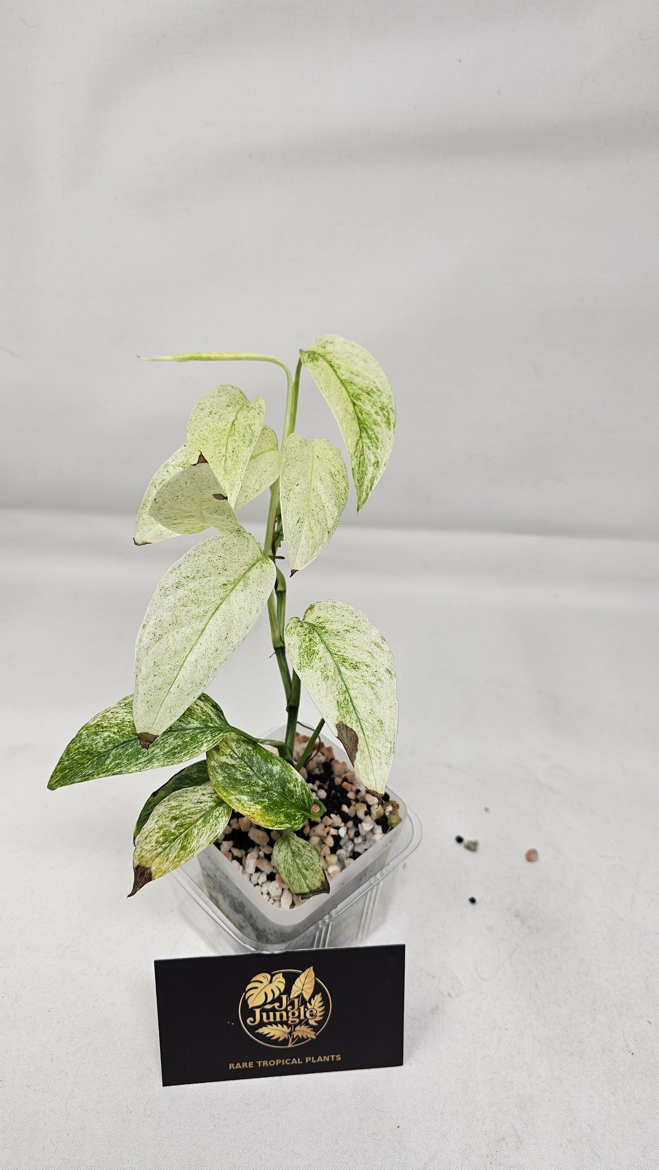 Monstera Laniata Mint