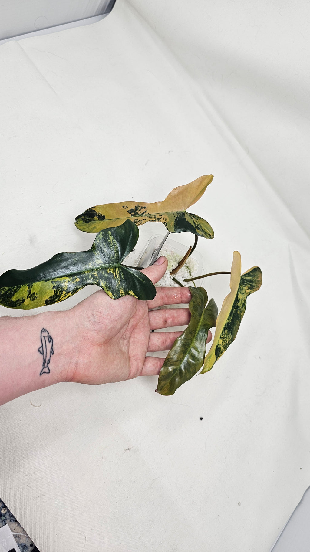 Philodendron Brown Beauty Variegated