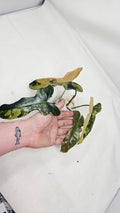 Philodendron Brown Beauty Variegated