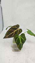 Anthurium Michelle x BVEP (Scott)