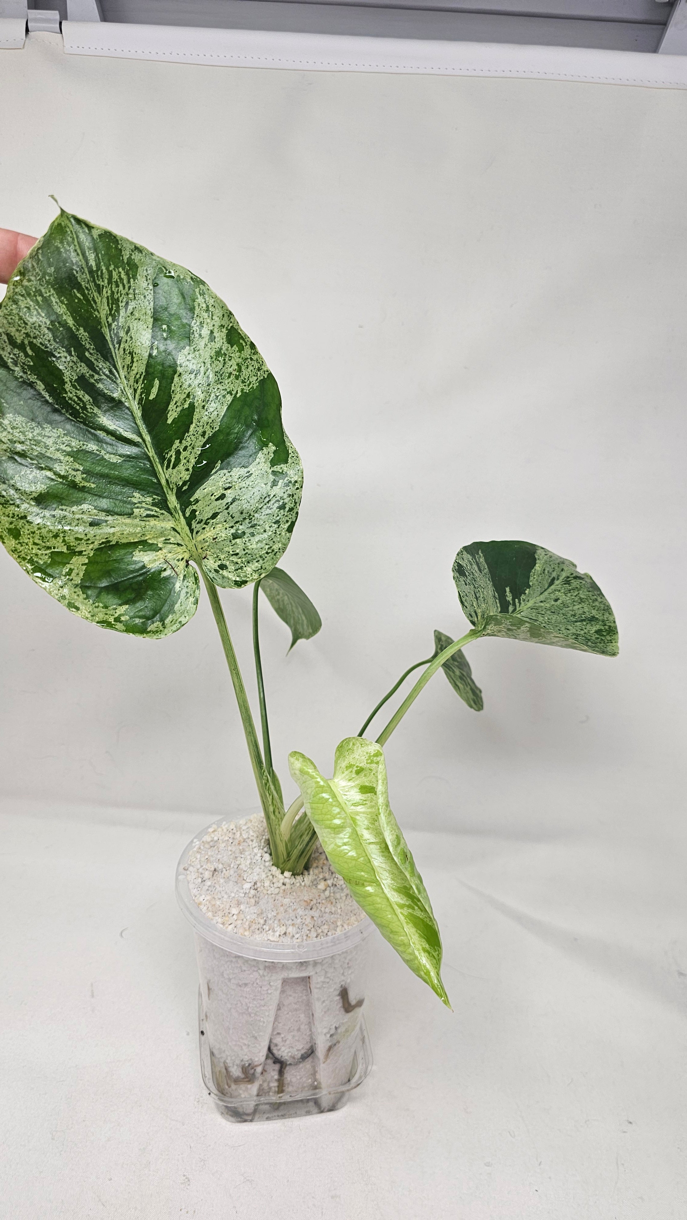 Monstera Bulbasaur